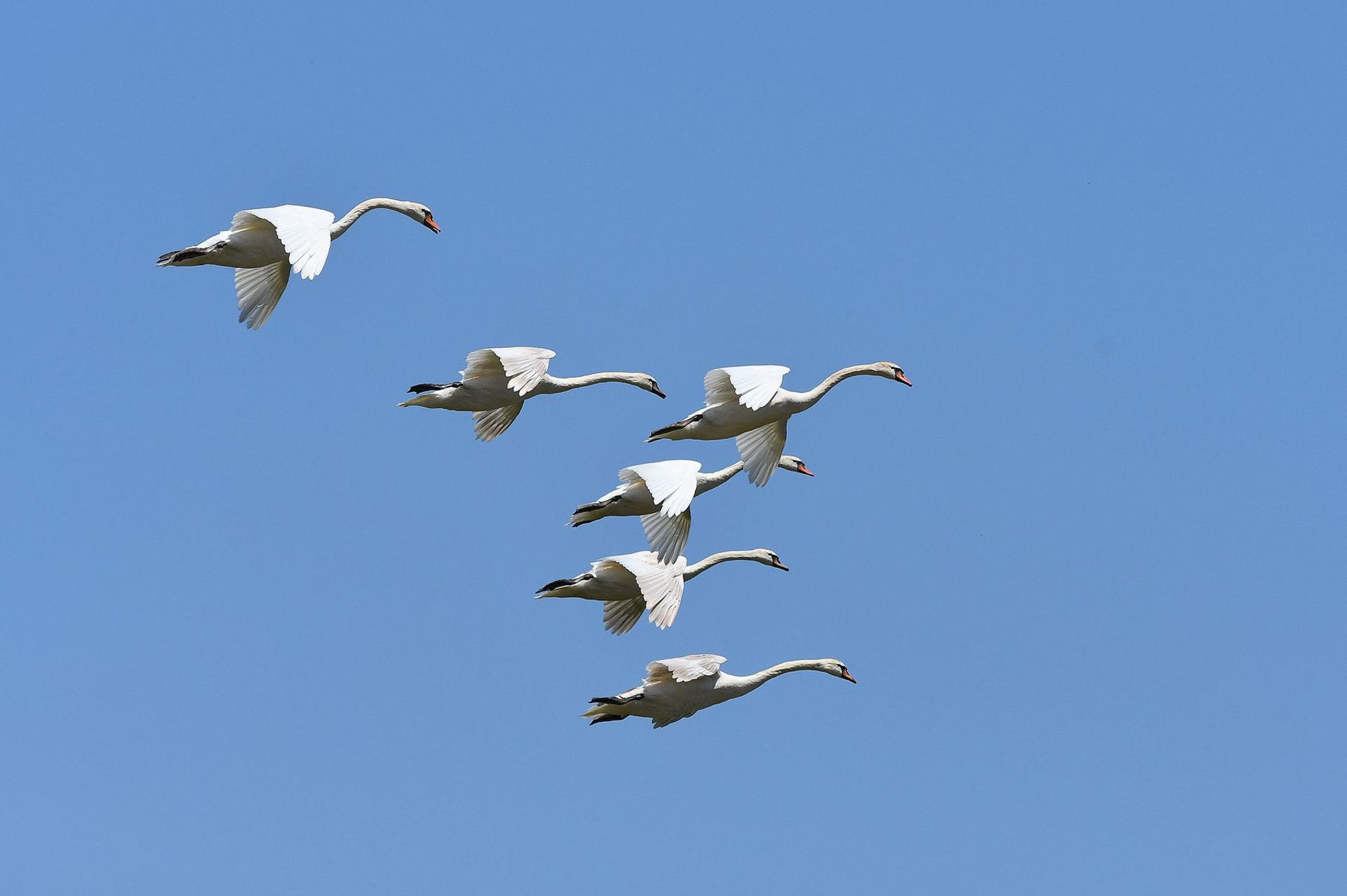 Cygnes tuberculés (France, dépt Vienne, 06/25)
