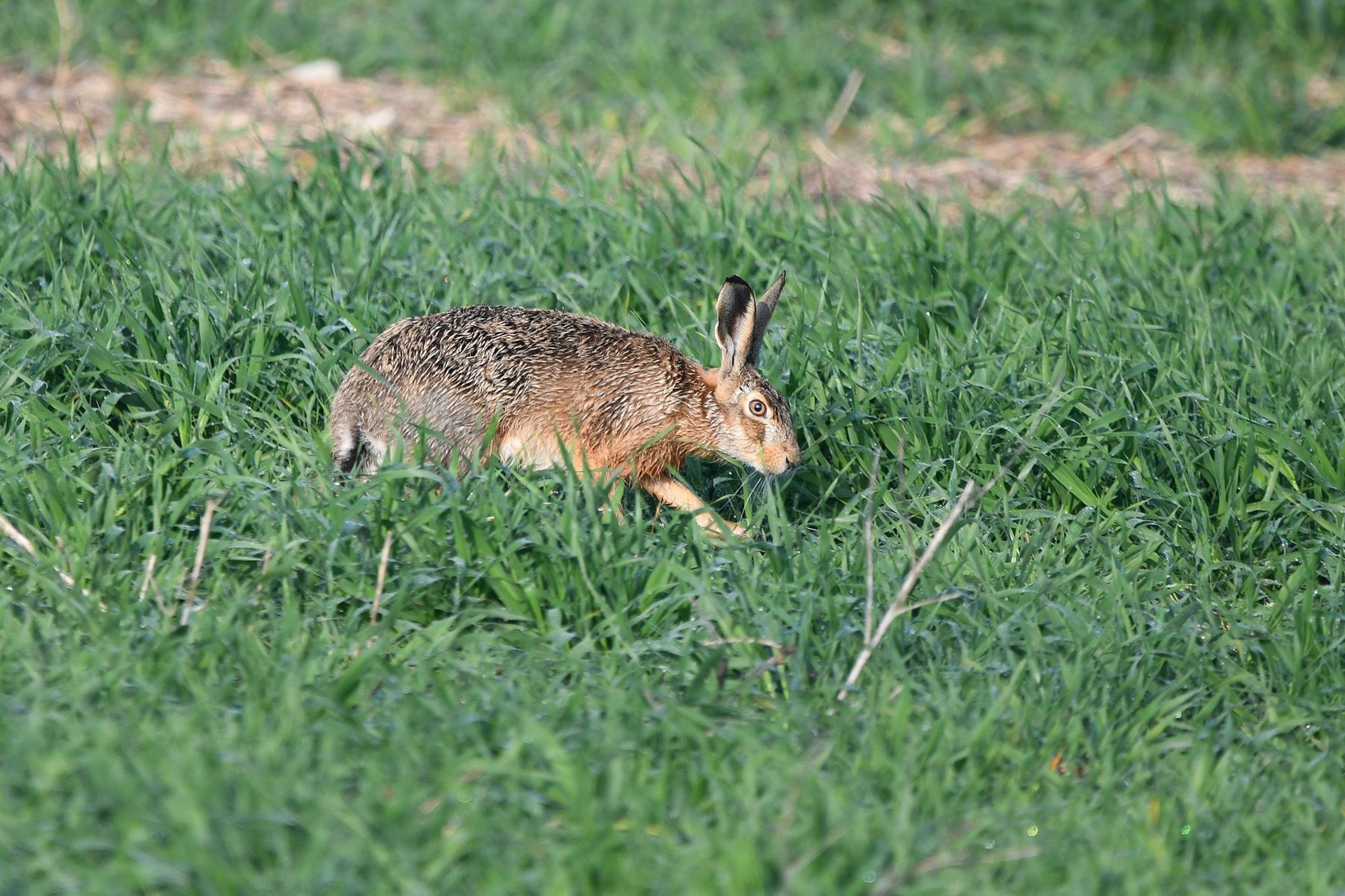 Lièvre (France, dépt Vienne, 04/25)