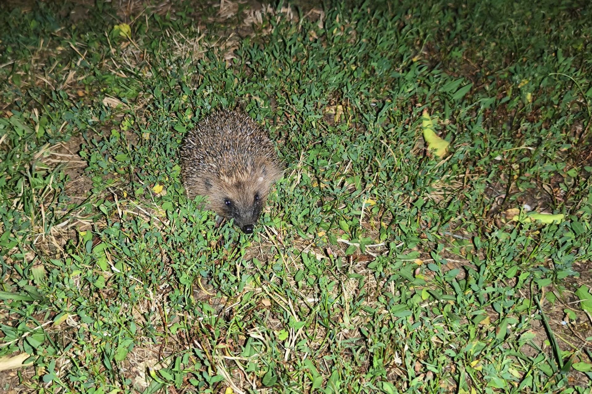 Petite visite de l'herisson hier soir...