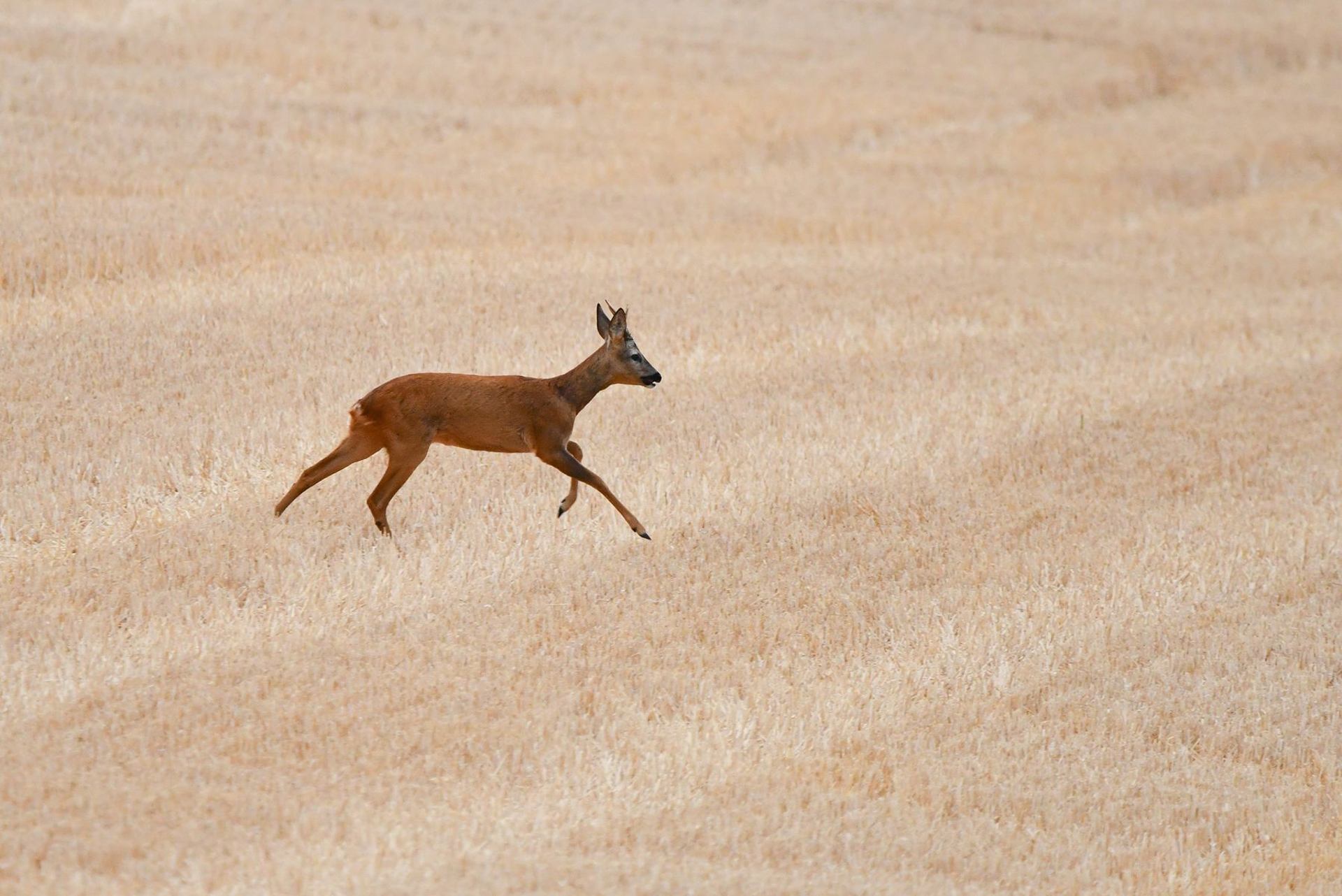 Chevreuil (France, dépt Vienne, 07/25)