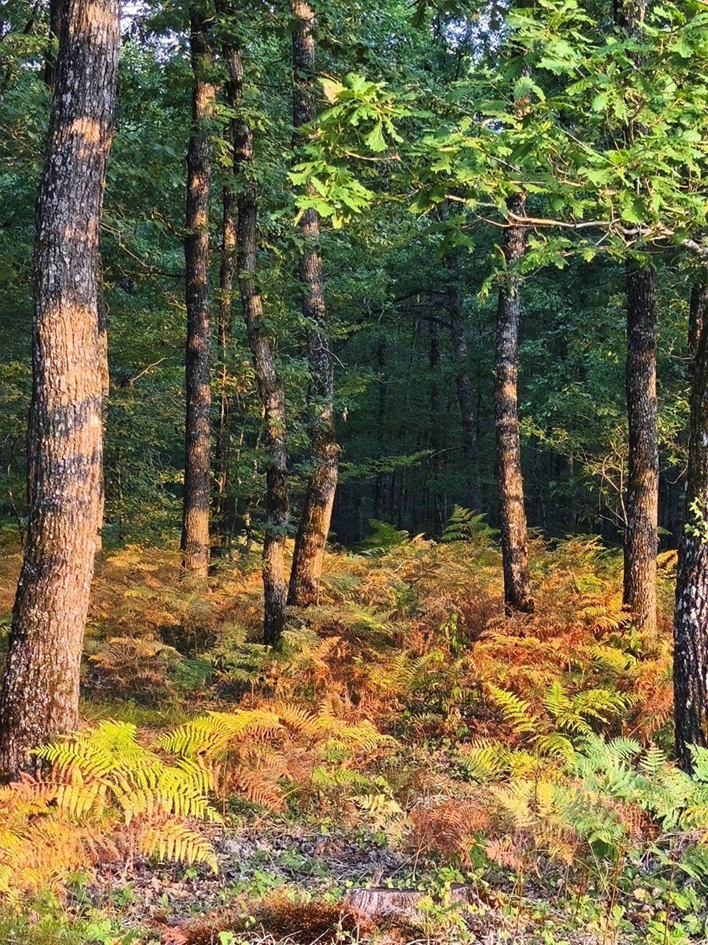 Petit tour ce matin, du côté de la forêt de Vouillé ( (France, dépt Vienne, 08/25)