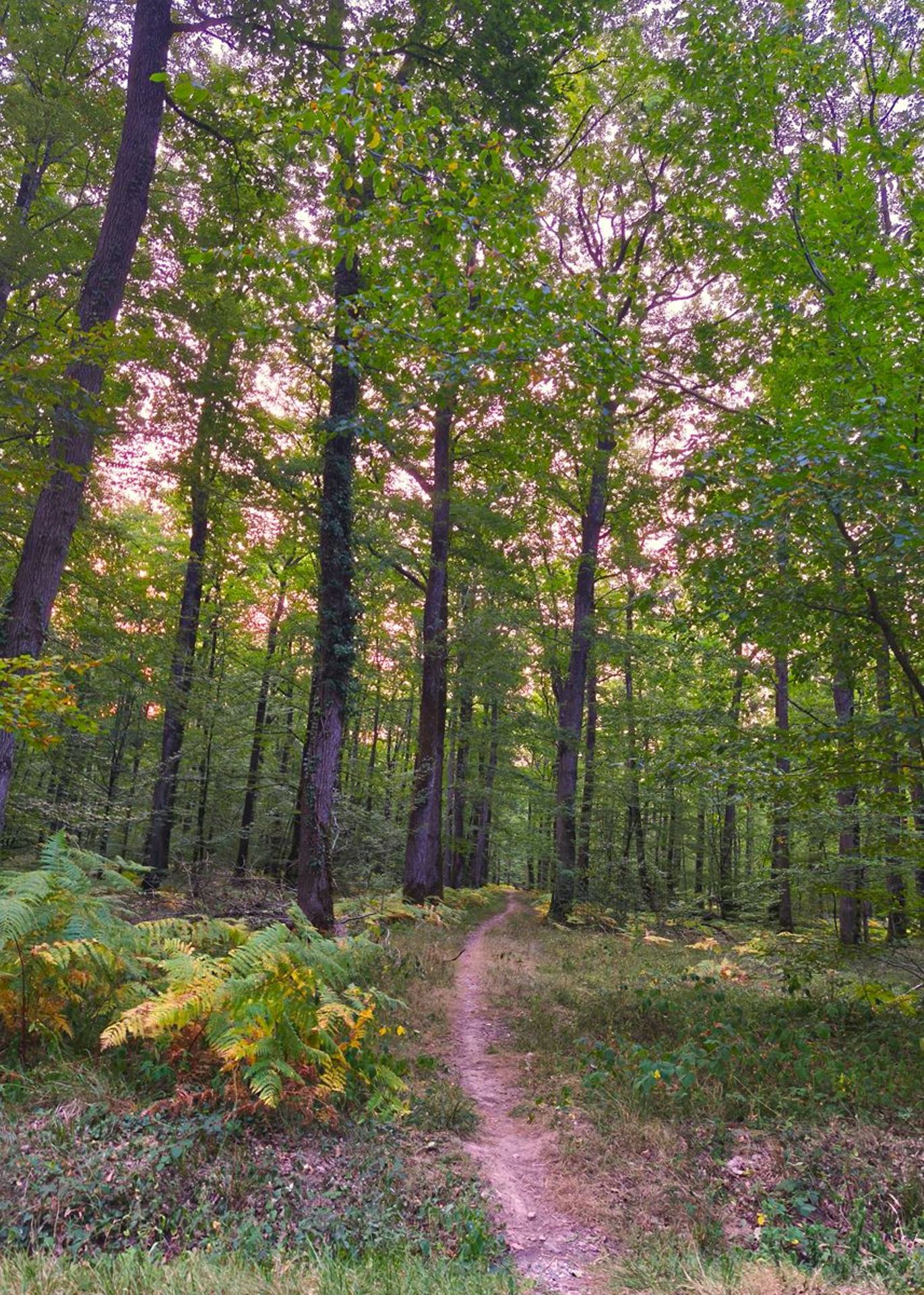 Petit tour ce matin, du côté de la forêt de Vouillé ( (France, dépt Vienne, 08/25)