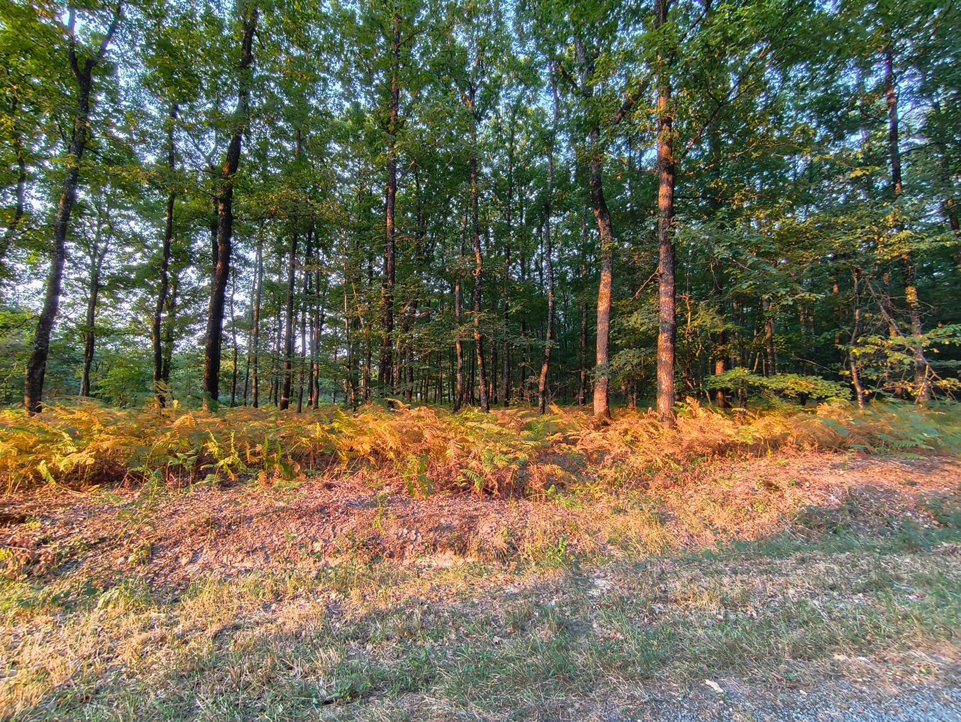 Petit tour ce matin, du côté de la forêt de Vouillé ( (France, dépt Vienne, 08/25)