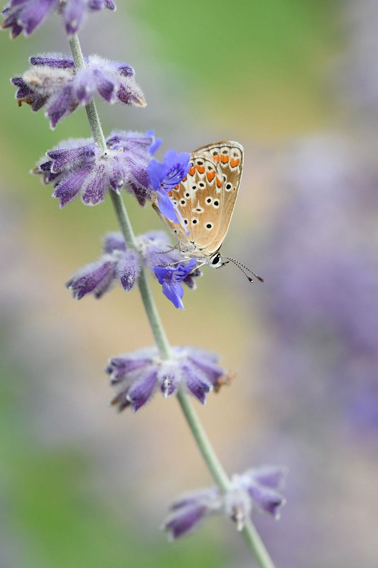 Collier de corail (France, dépt Vienne, 08/25)