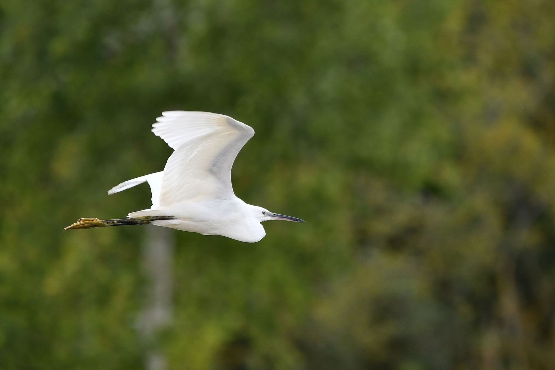 Aigrette garzette (France, dépt Vienne, 07/25)