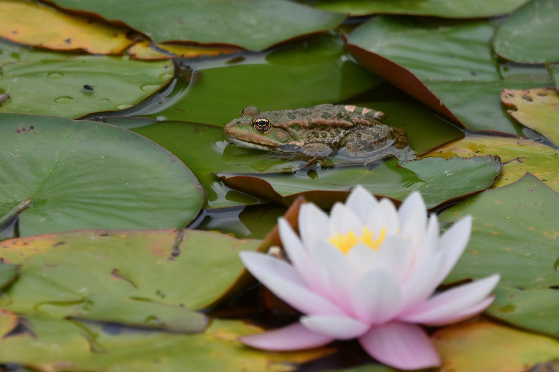 Grenouille &amp; nénuphar (France, dépt Vienne, 07/25)