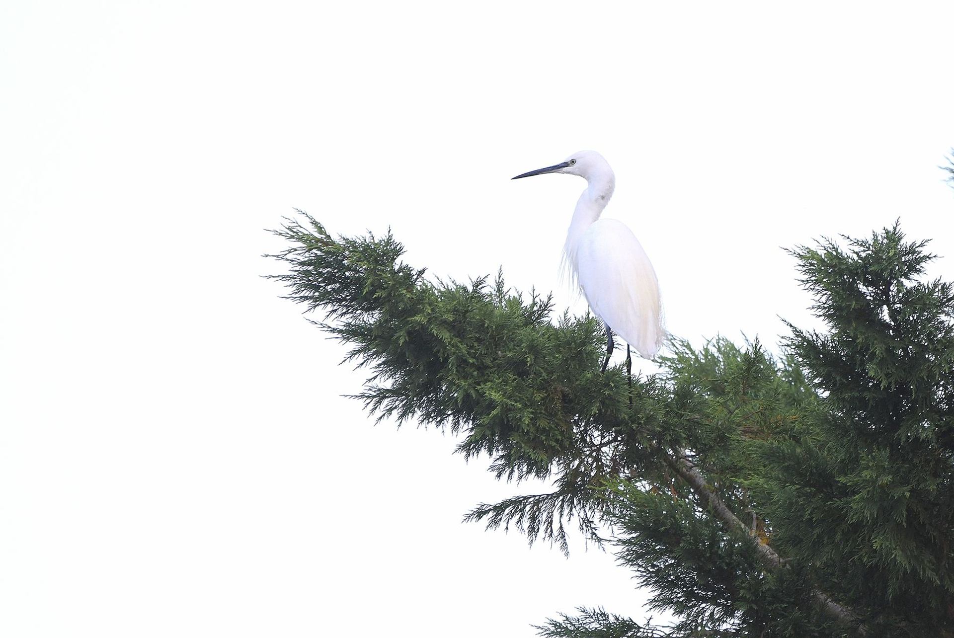 Aigrette garzette