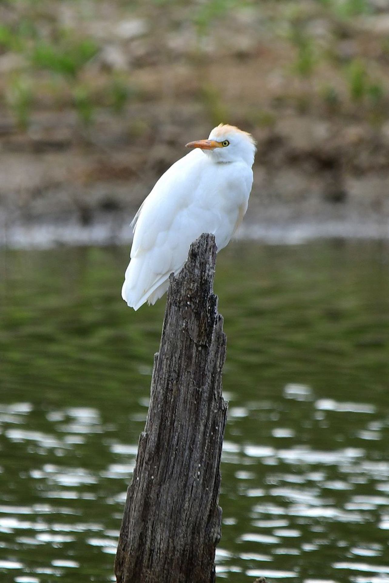 DSC_6810.jpg