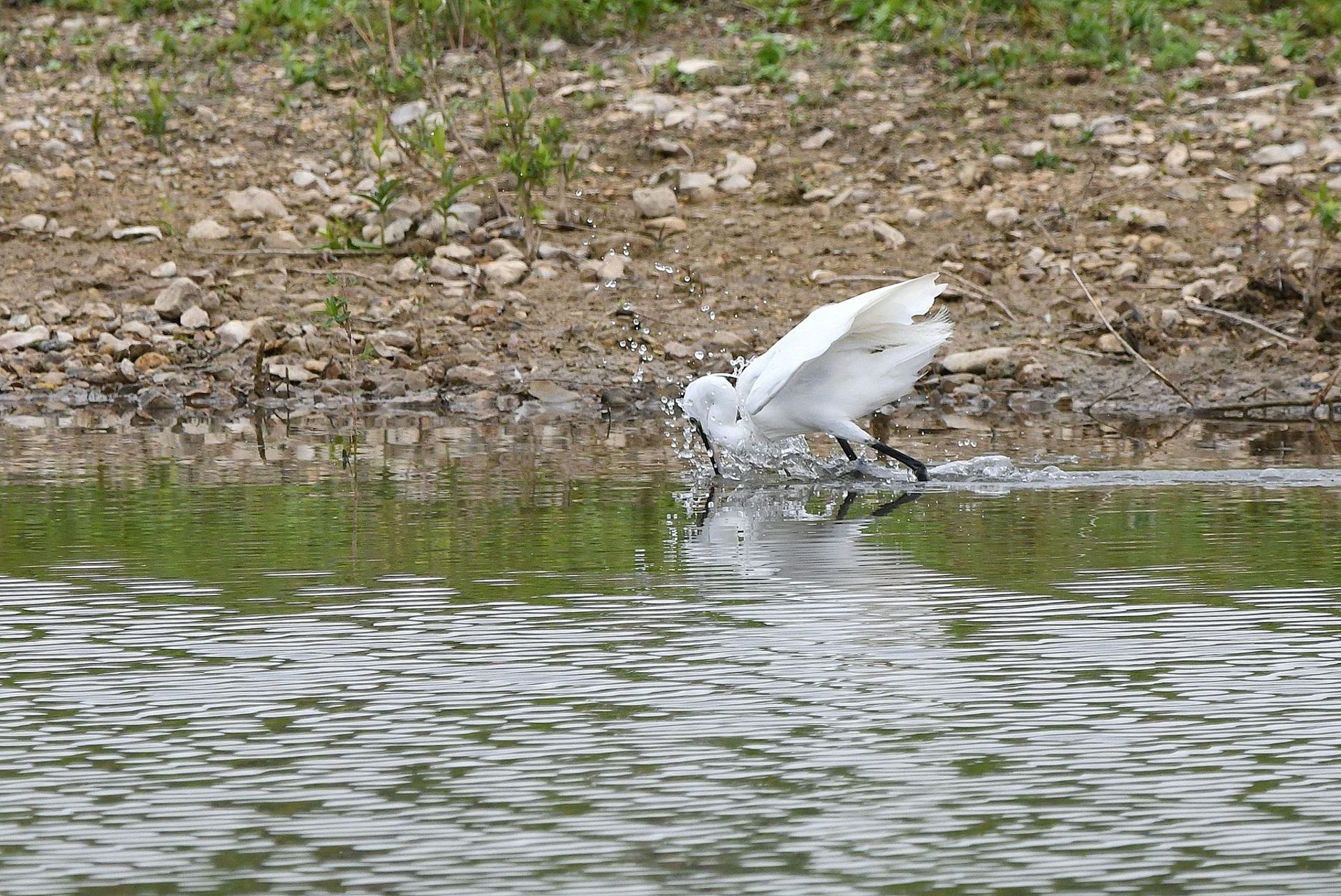 Aigrette garzette (France, dépt Vienne, 07/25)