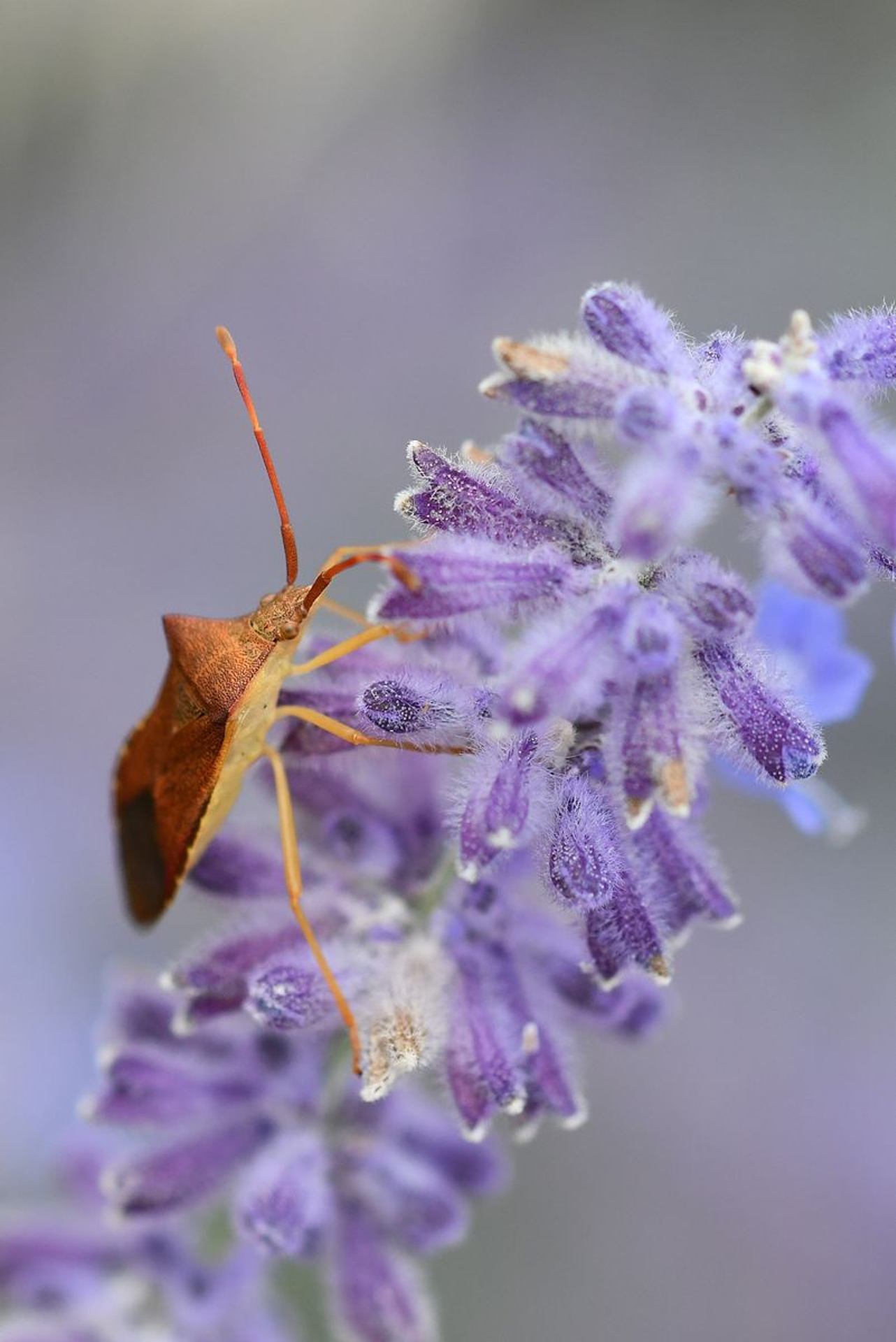 Gonocère des haies (France, dépt Vienne, 07/25)