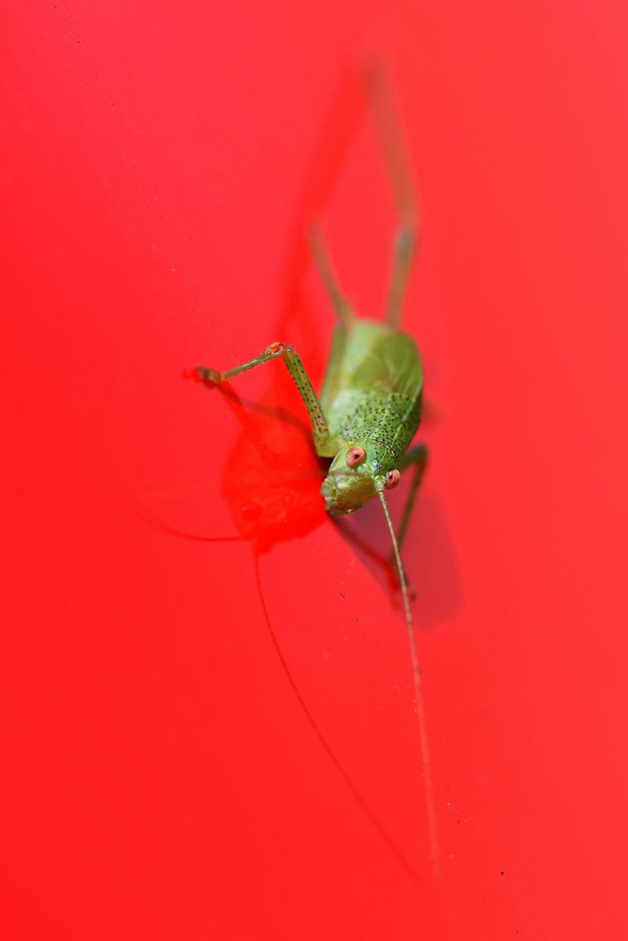 sauterelle verte (France, dépt Vienne, 07/25)