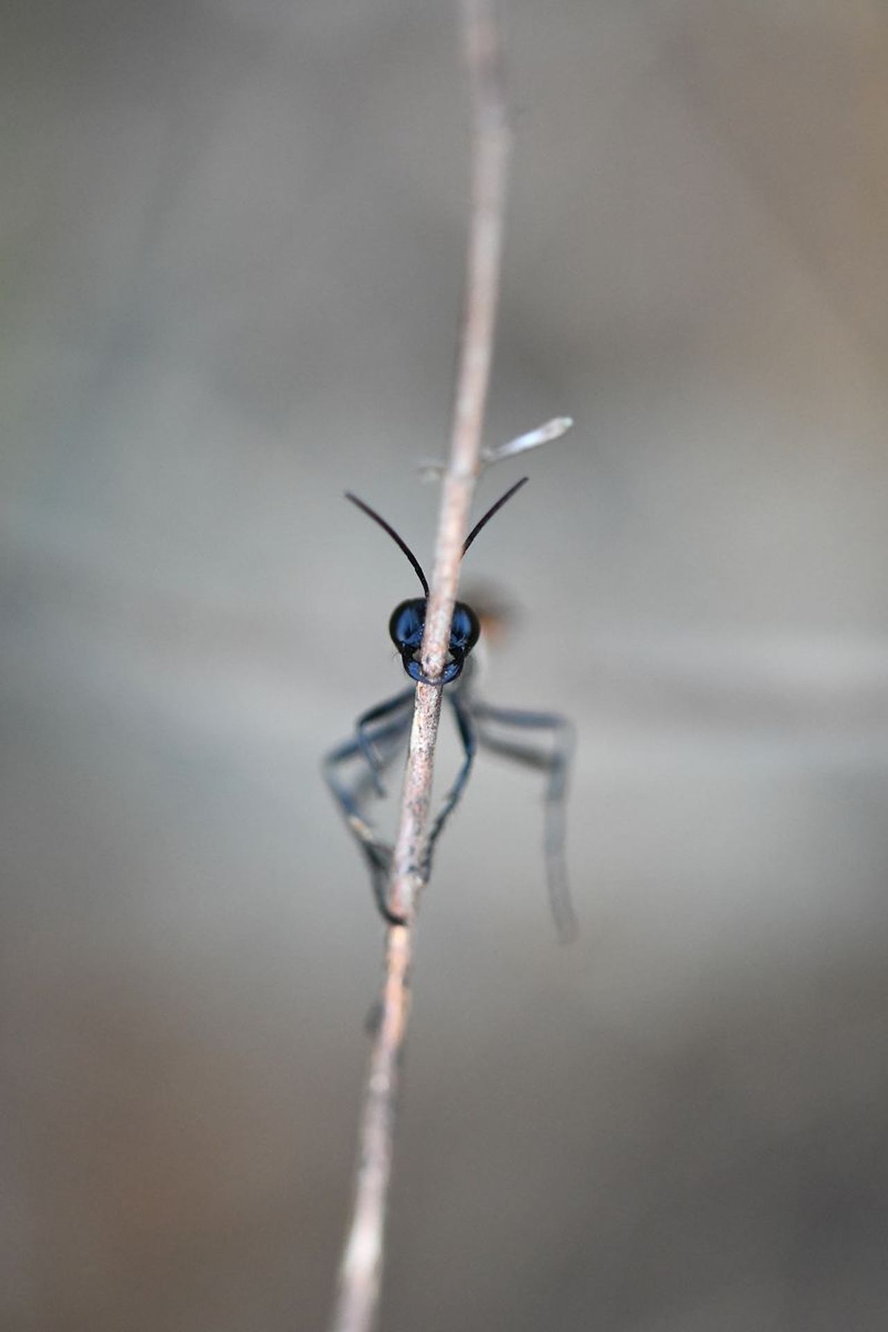 L'ammophile des sables