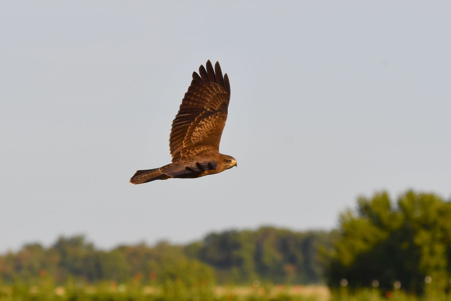 Buse variable France dépt Vienne 0925