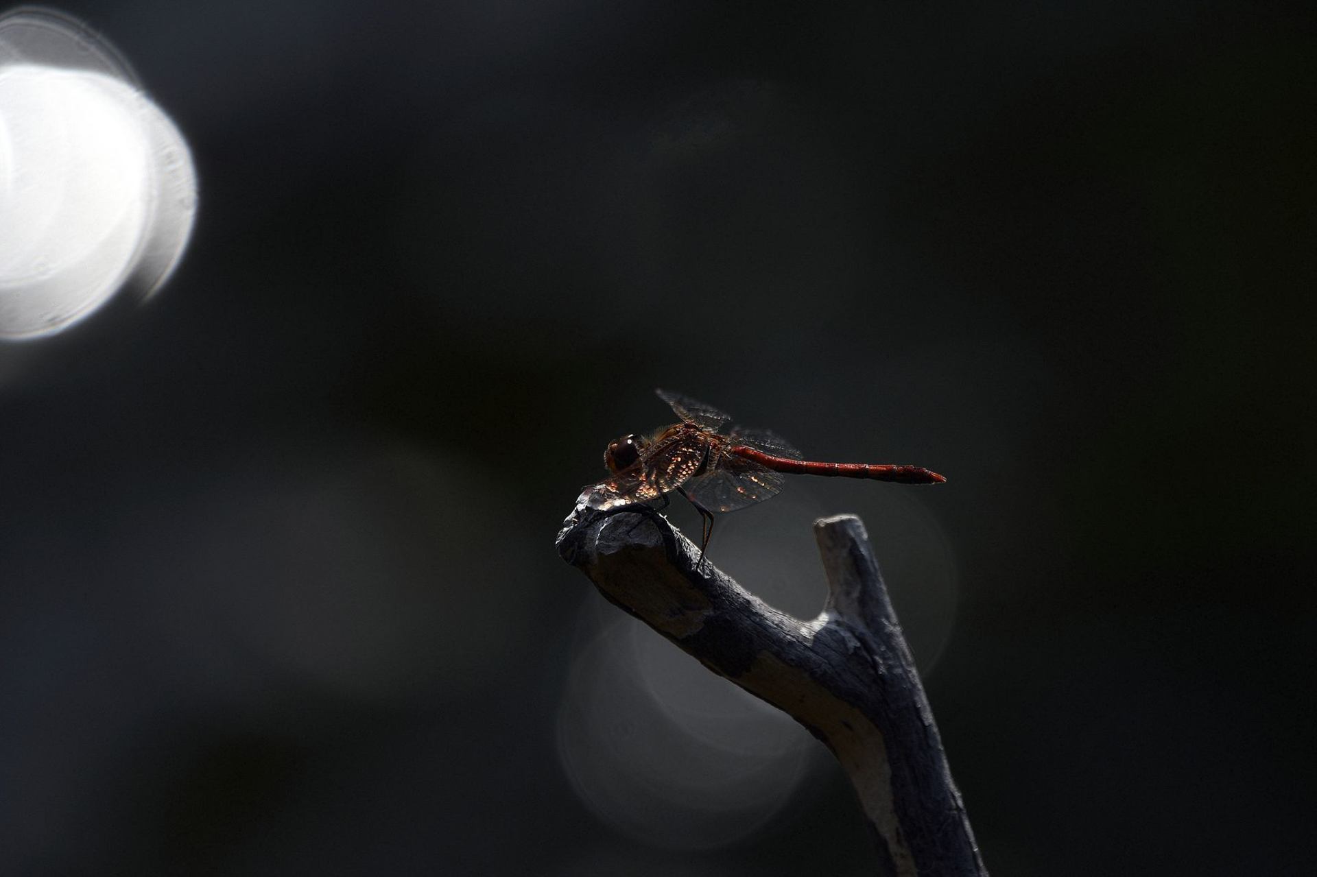 Sympétrum, France dépt Vienne 0925