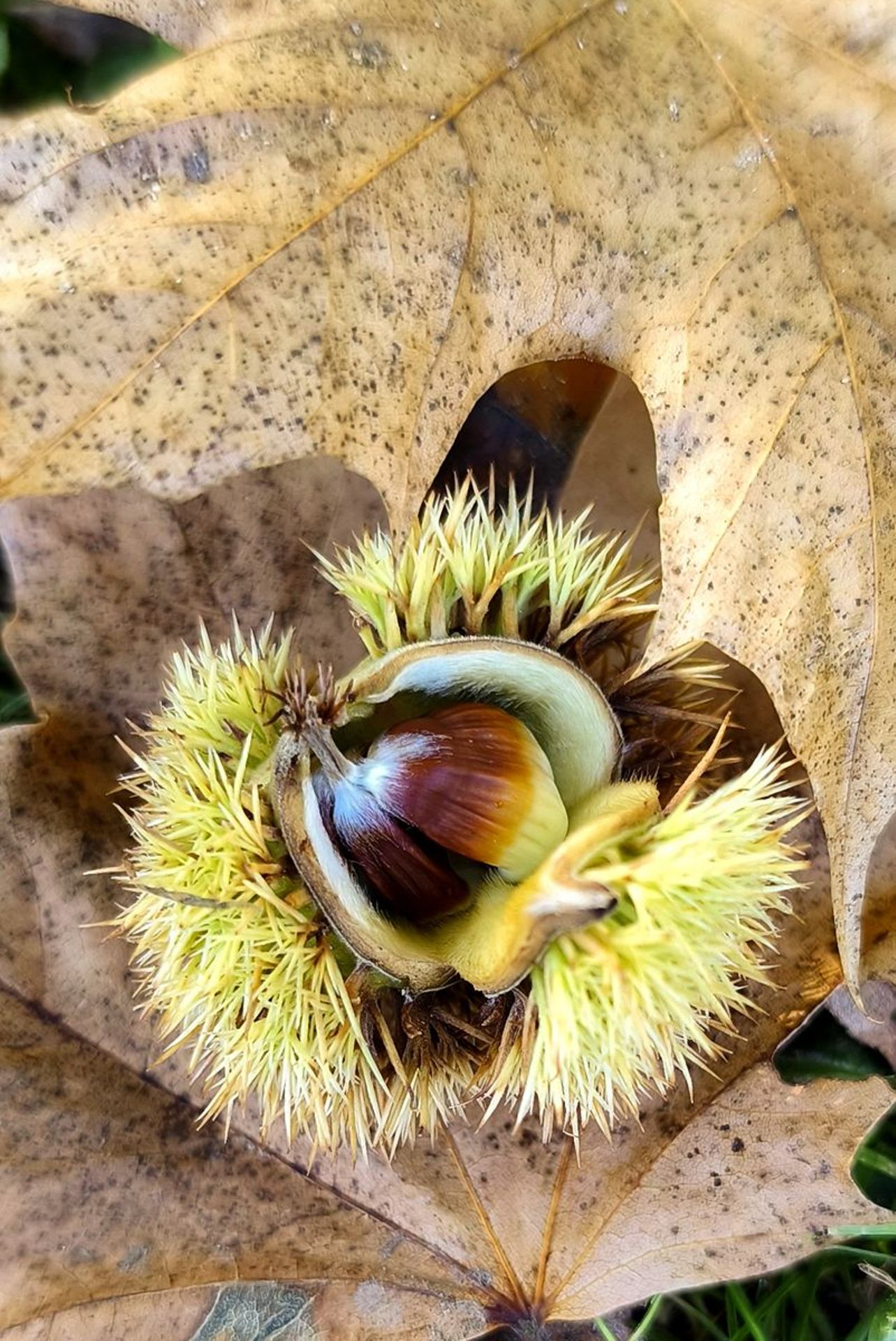 Châtaigne (France, dépt Vienne, 10/25)