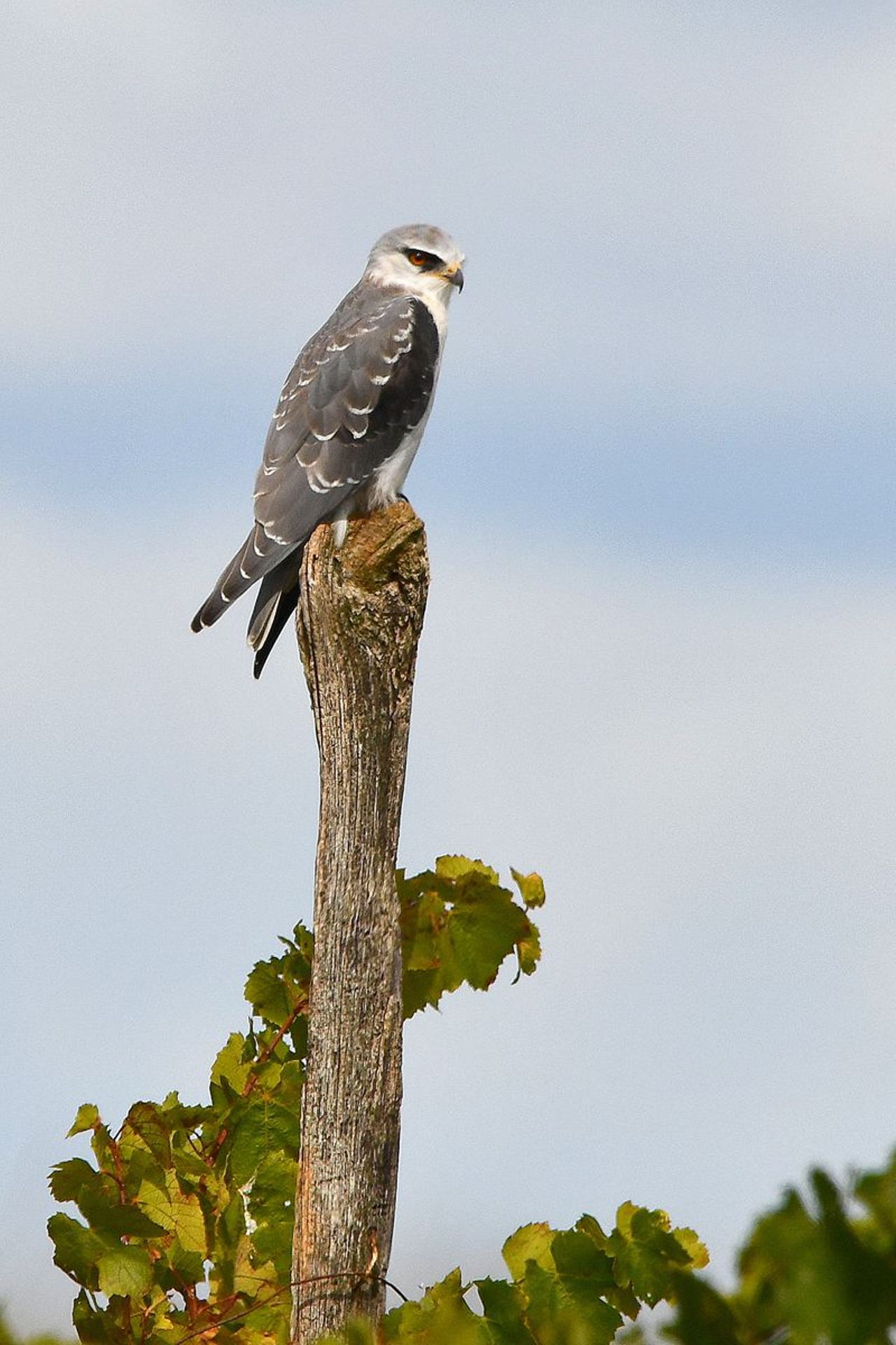 Elanion blanc (France, dépt Vienne, 09/25)