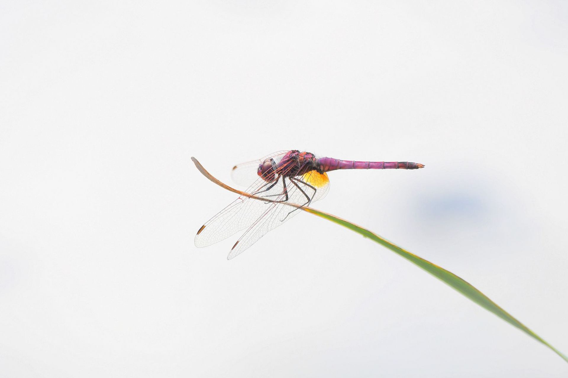 trithemis annelé (France, dépt Vienne, 09/25)