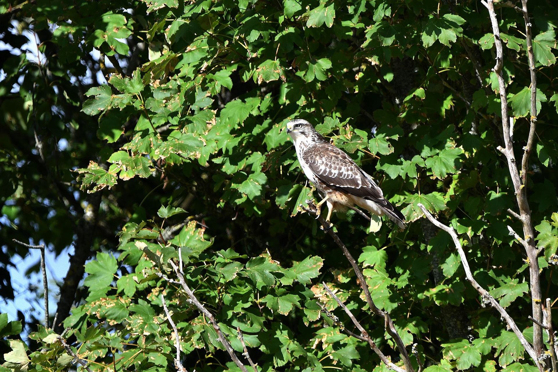Buse variable (France, dépt Vienne, 09/25)