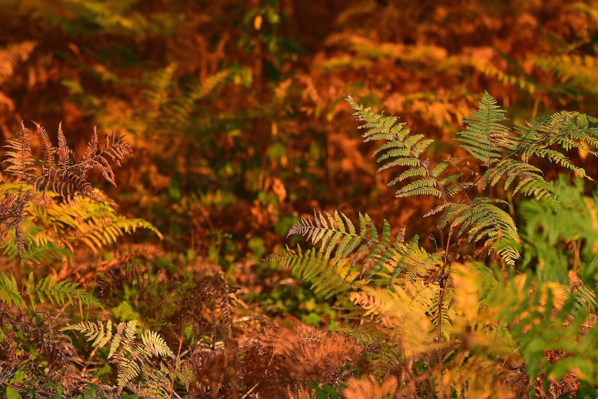 Couleurs automnales... dans la forêt de Vouillé