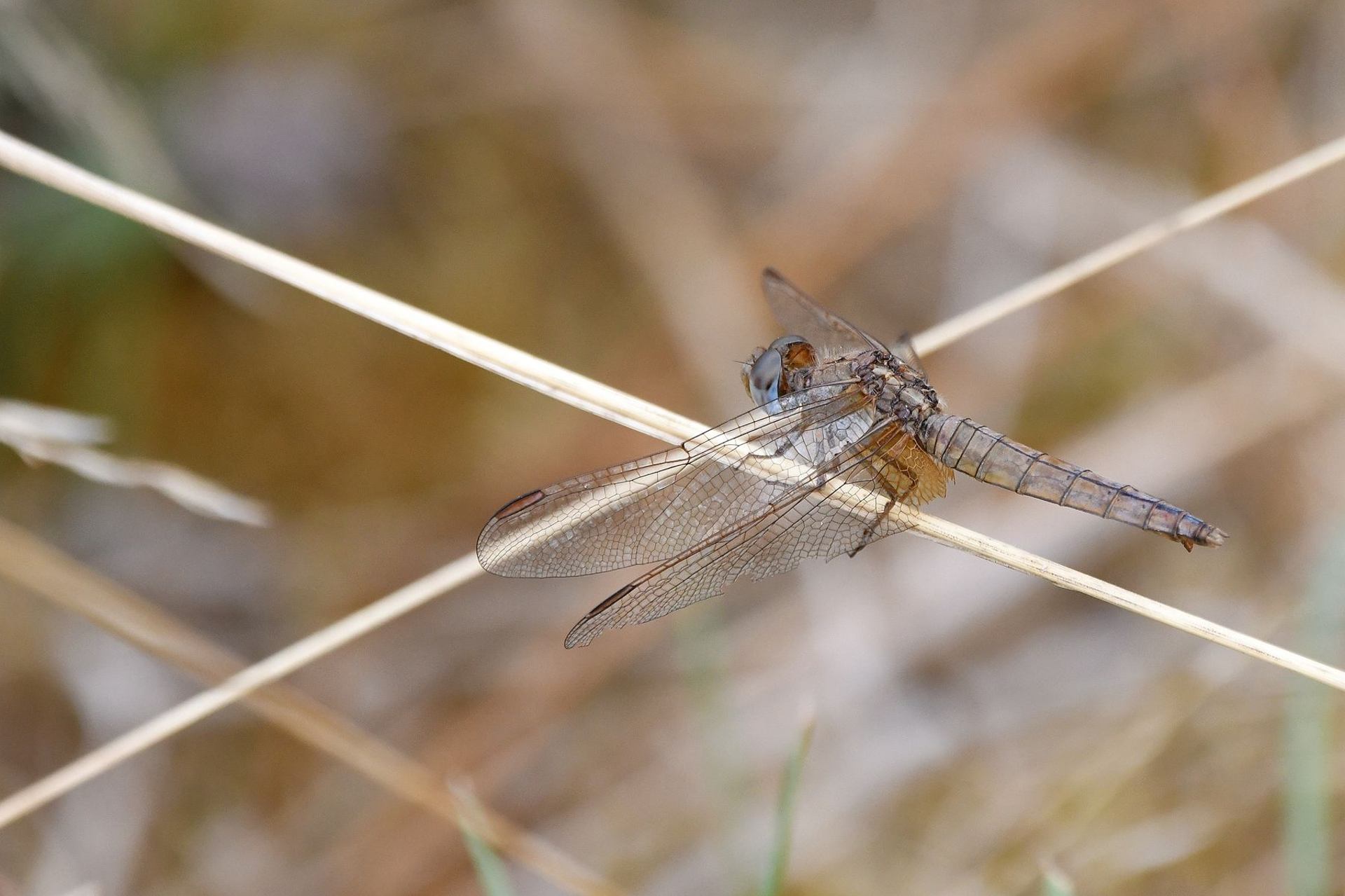 Crocothémis écarlate femelle (France, dépt Vienne, 08/25)