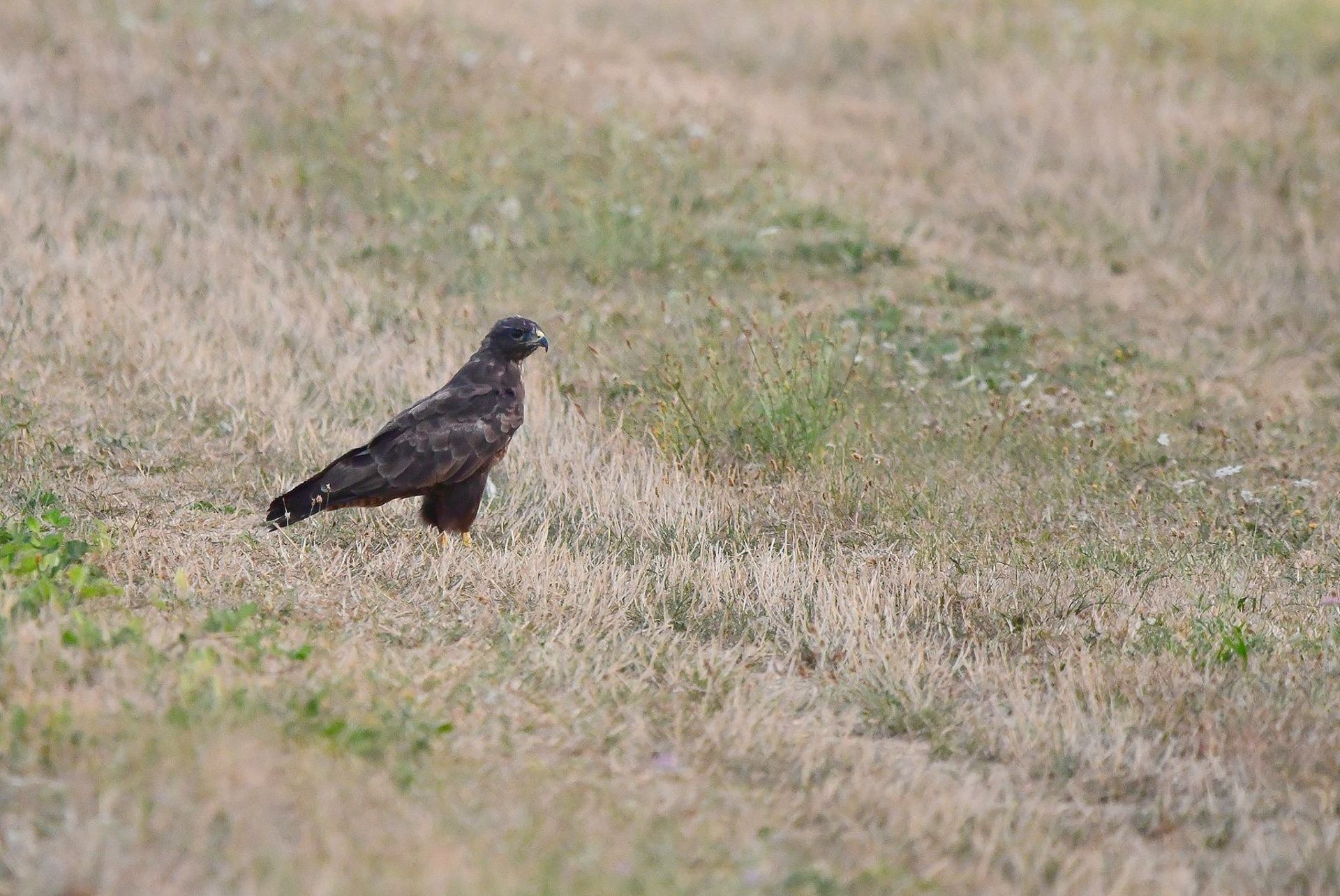 Buse variable (France, dépt Vienne, 08/25)