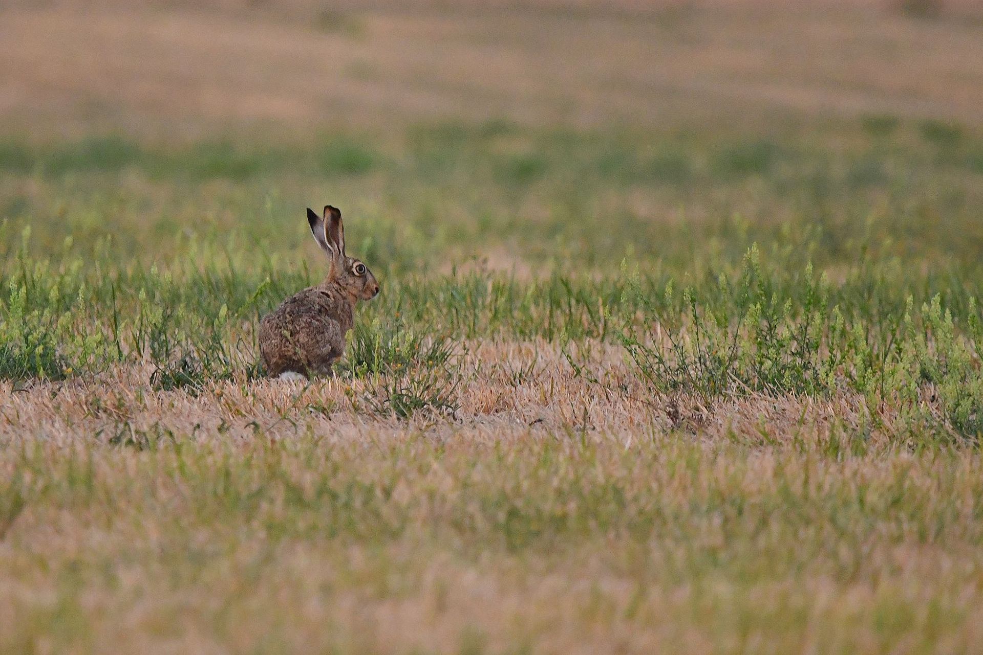 Lièvre (France, dépt Vienne, 08/25)