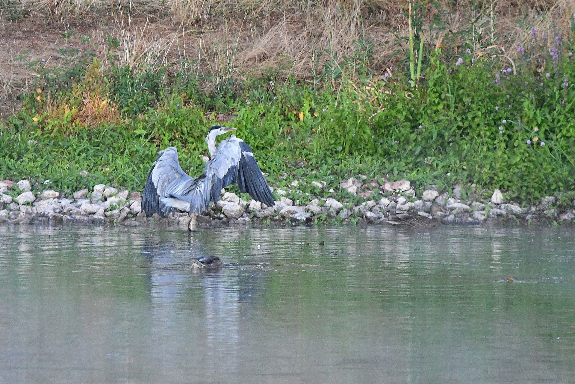 Héron cendré (France, dépt Vienne, 08/25)