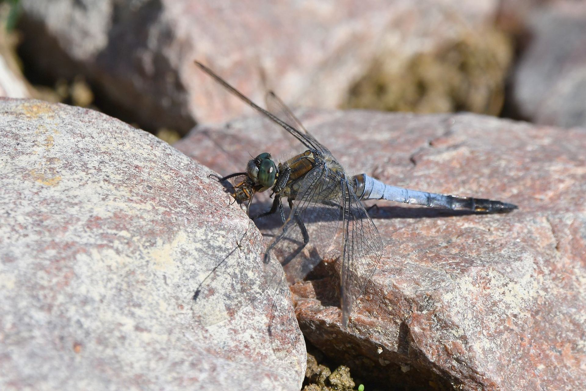 Orthétrum réticulé (France, dépt Vienne, 09/25)