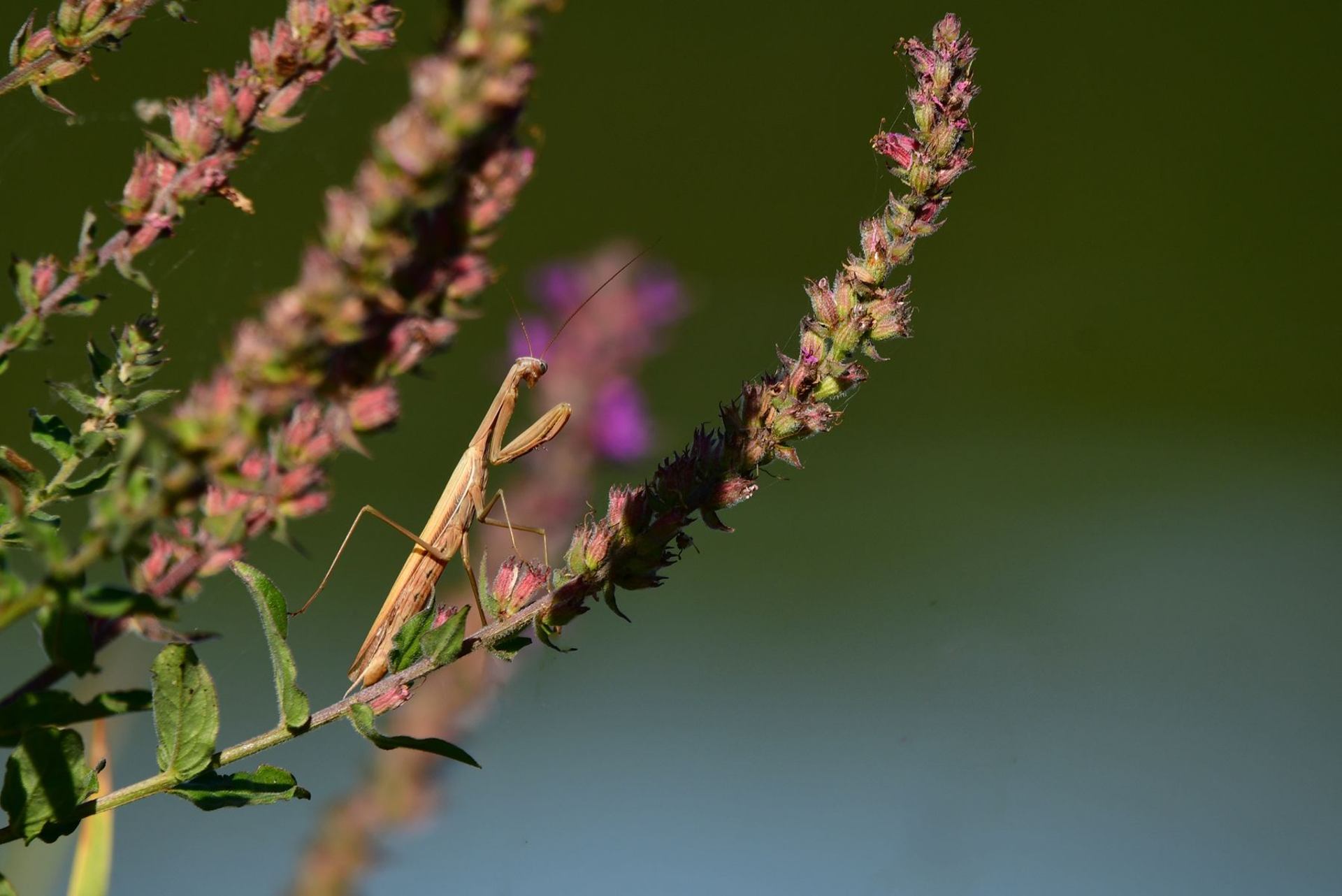 Mante religieuse France, dépt Vienne, 09/25)