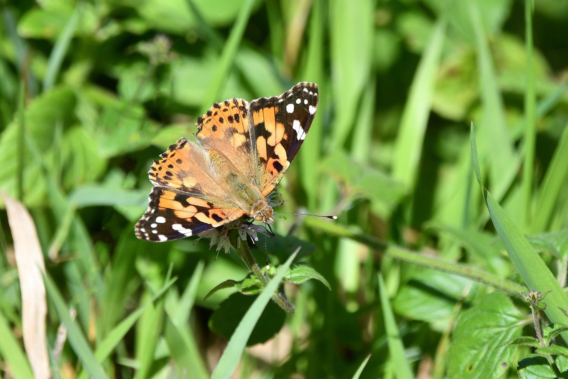 La belle-dame (France, dépt Vienne, 09/25)