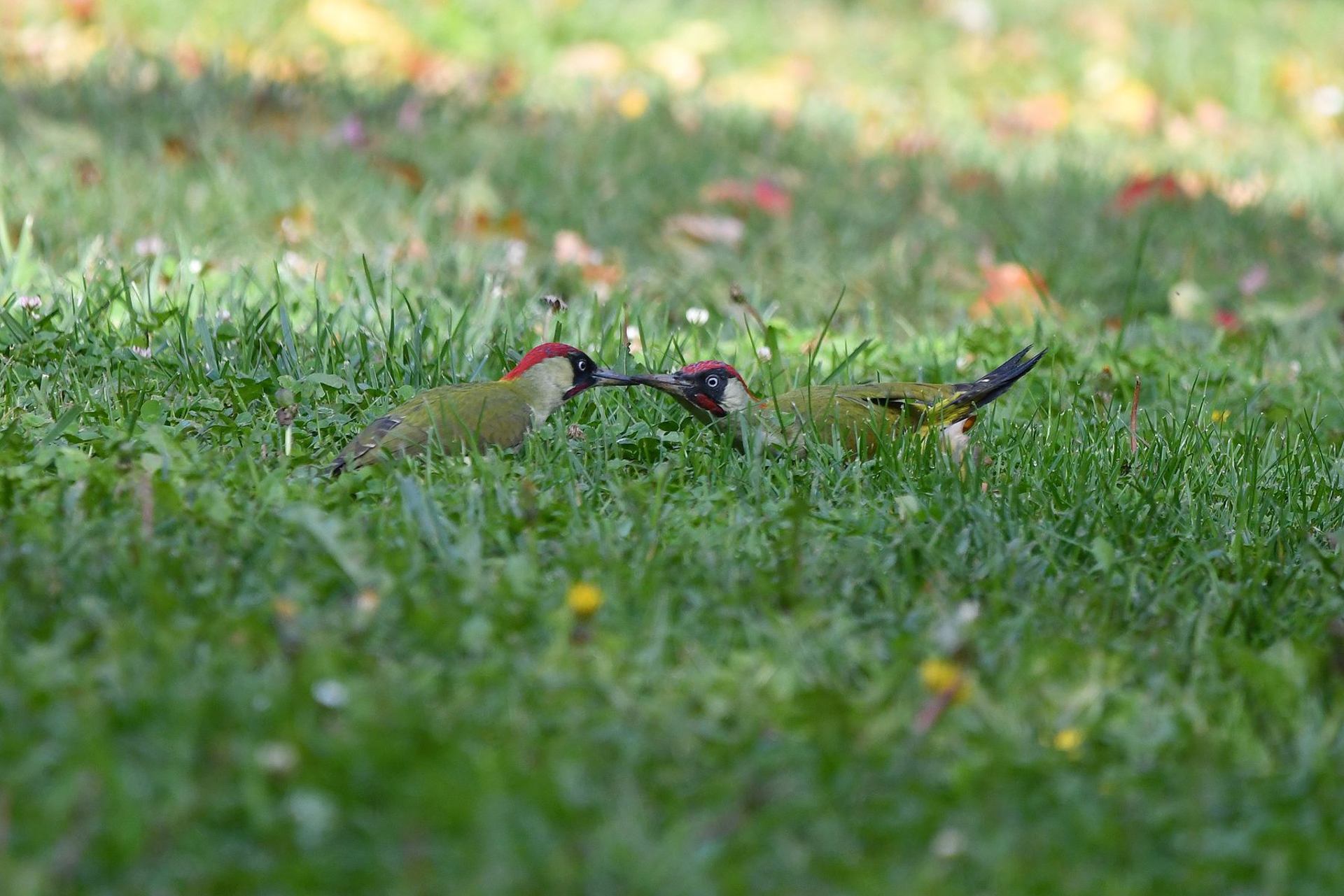 Prise de bec chez les pics vert (France, dépt Vienne, 10/25)