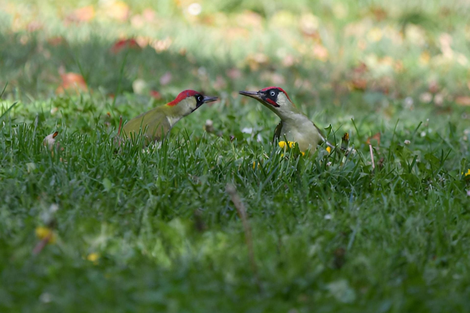 Prise de bec chez les pics vert (France, dépt Vienne, 10/25)