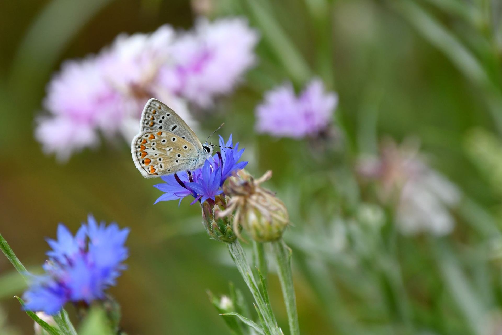 Azuré commun (France, dépt Vienne, 07/25)