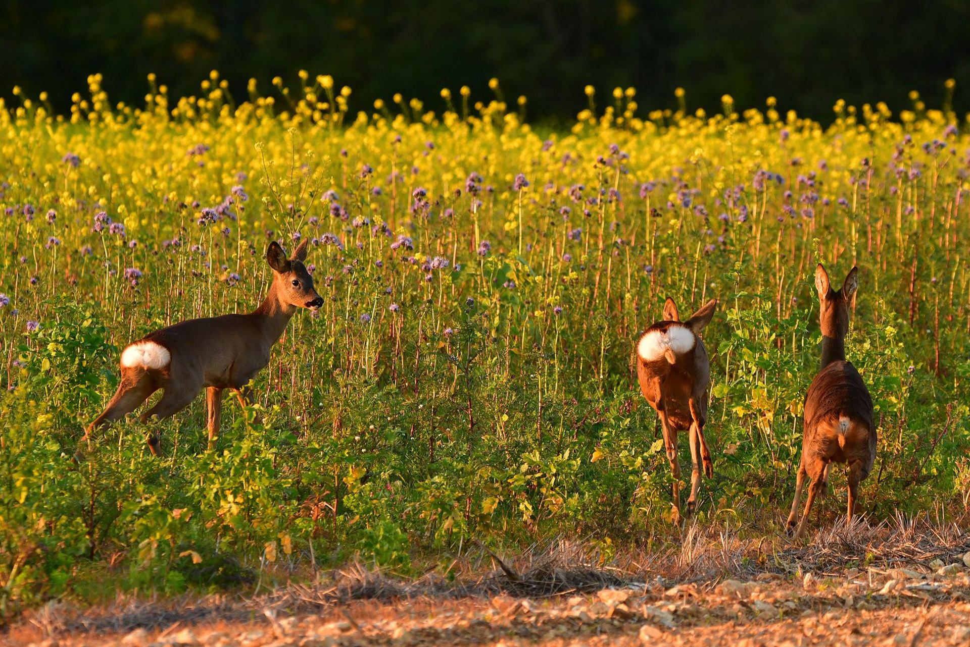 Chevreuils (France, dépt Vienne, 10/25)