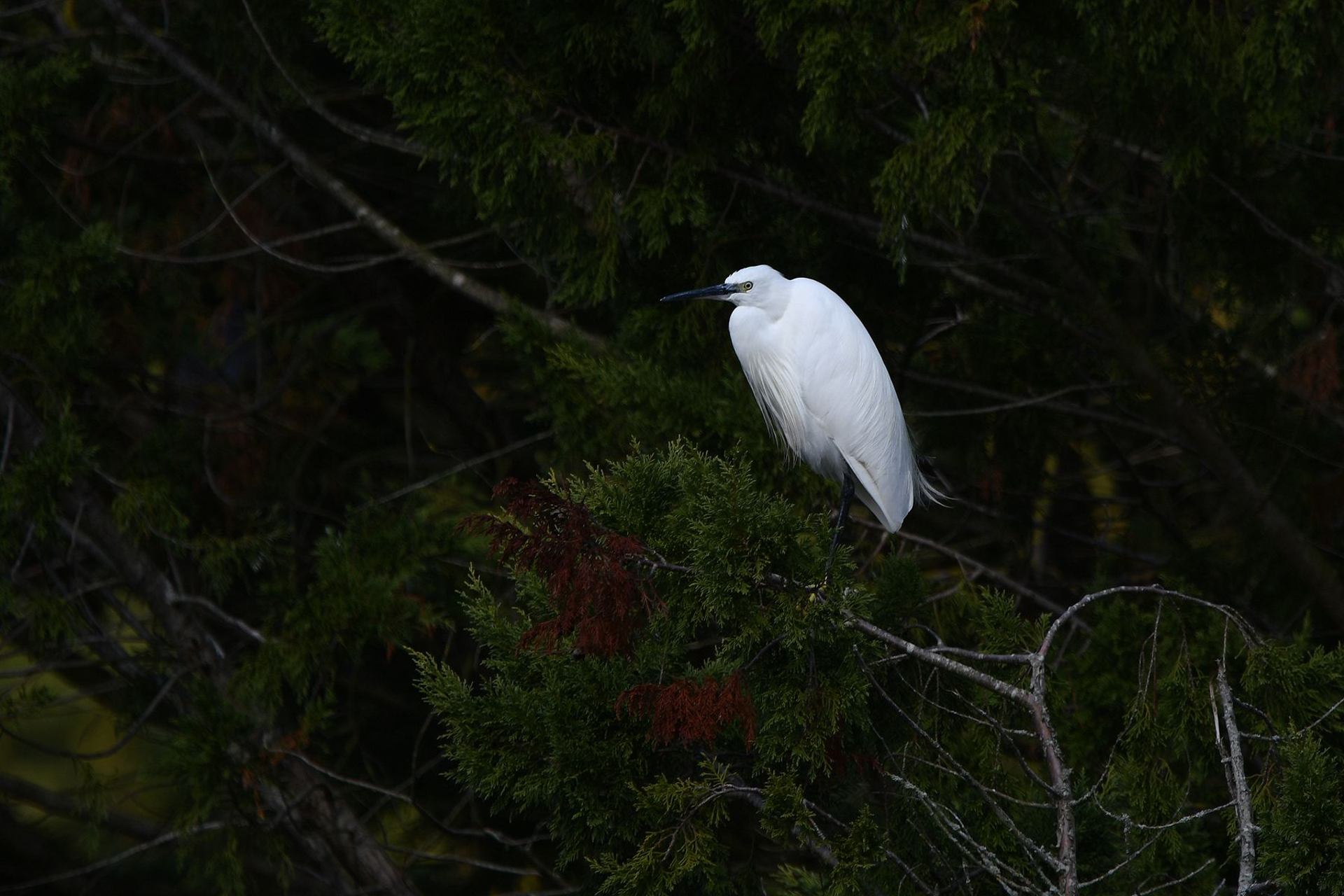 Aigrette garzette (France, dépt Vienne, 10/25)