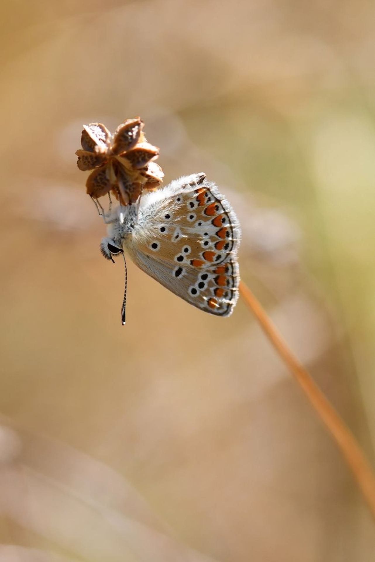 Collier de corail (France, dépt Vienne, 08/25)