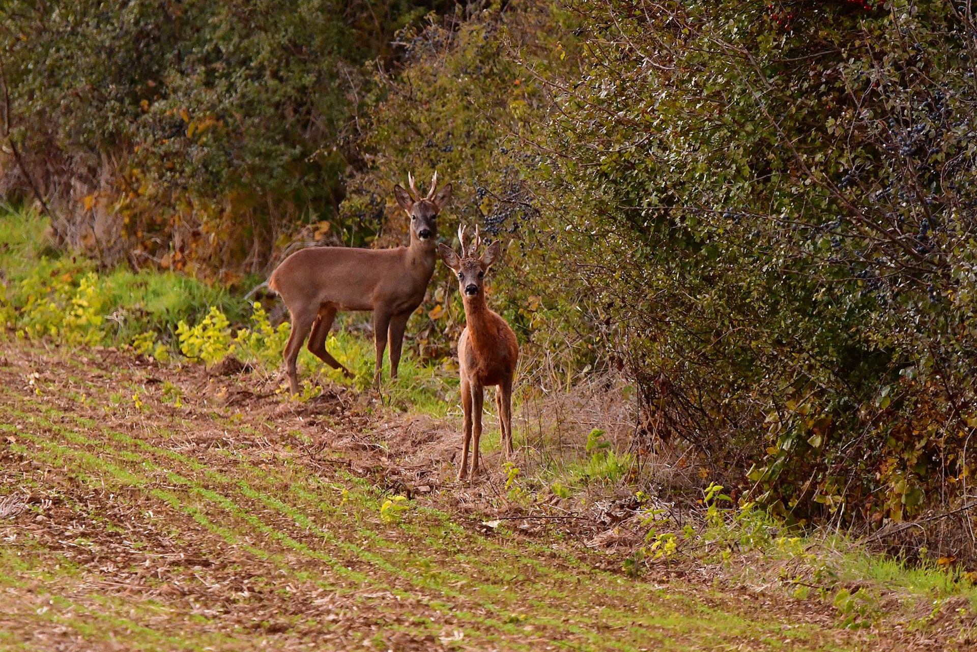 Chevreuils (France, dépt Vienne, 10/25)