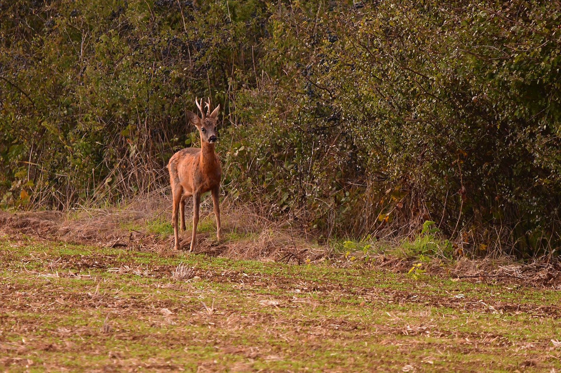 Chevreuil (France, dépt Vienne, 10/25)