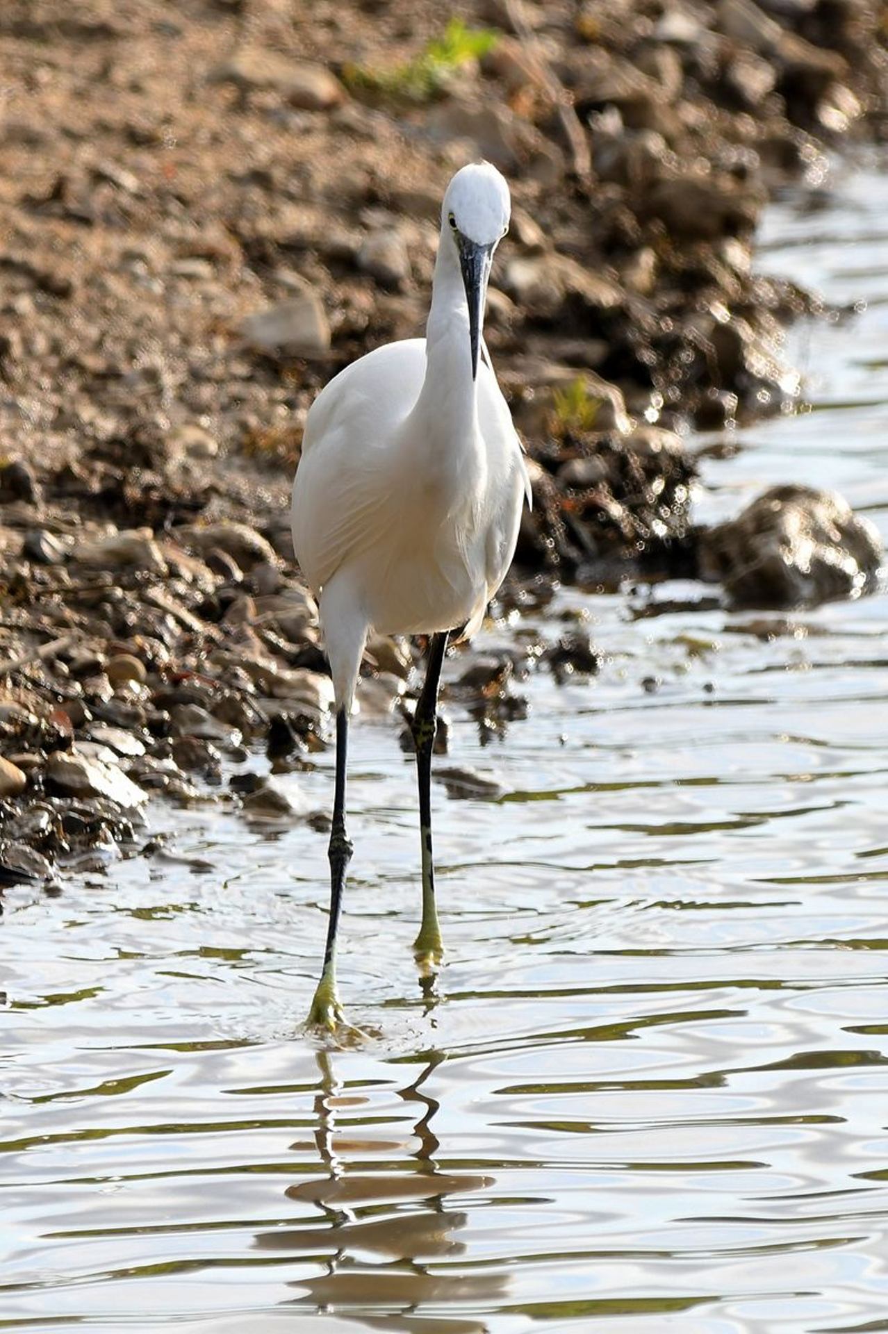 Aigrette garzette (France, dépt Vienne, 07/25)