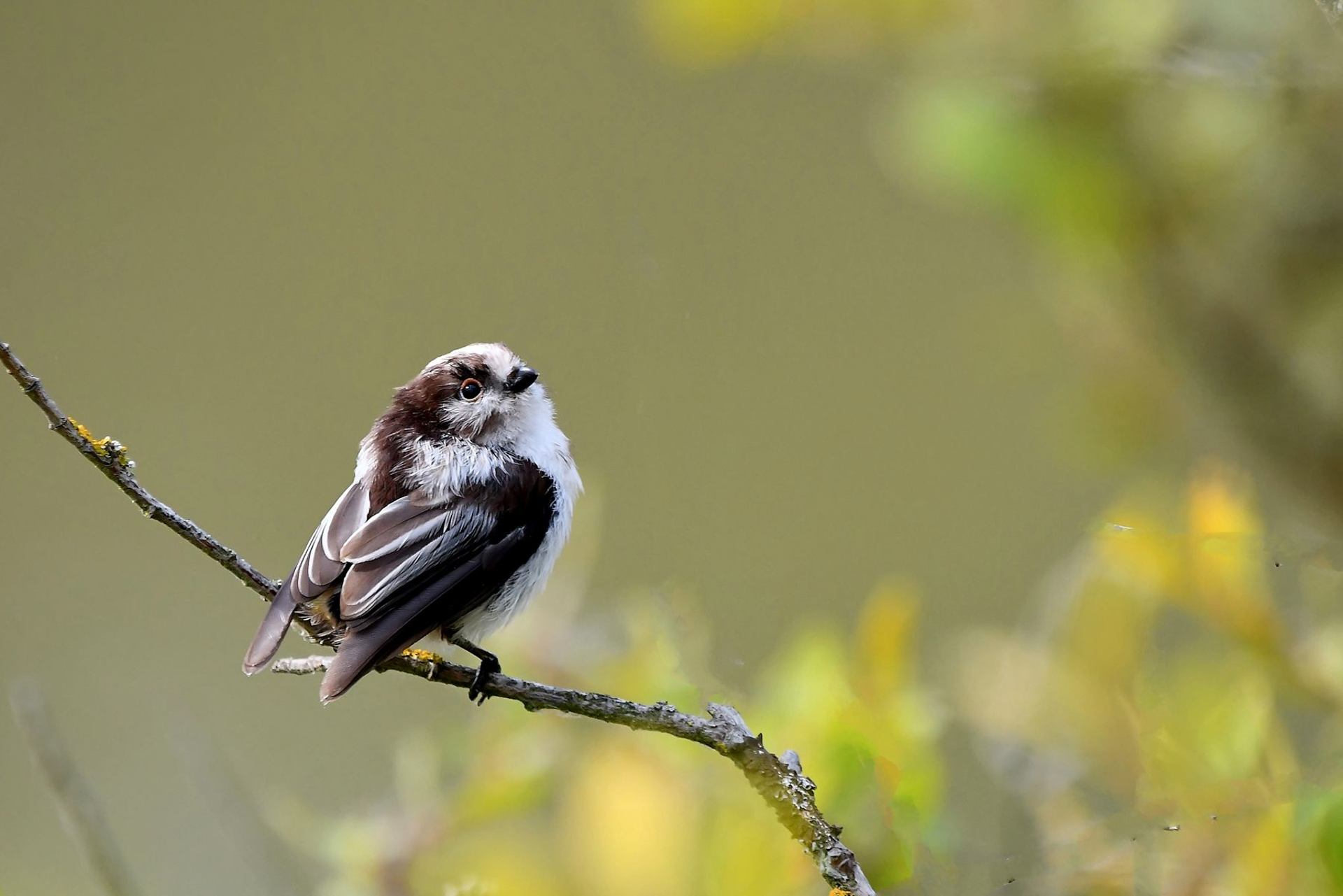 Orite à longue queue (France, dépt Vienne, 08/25)