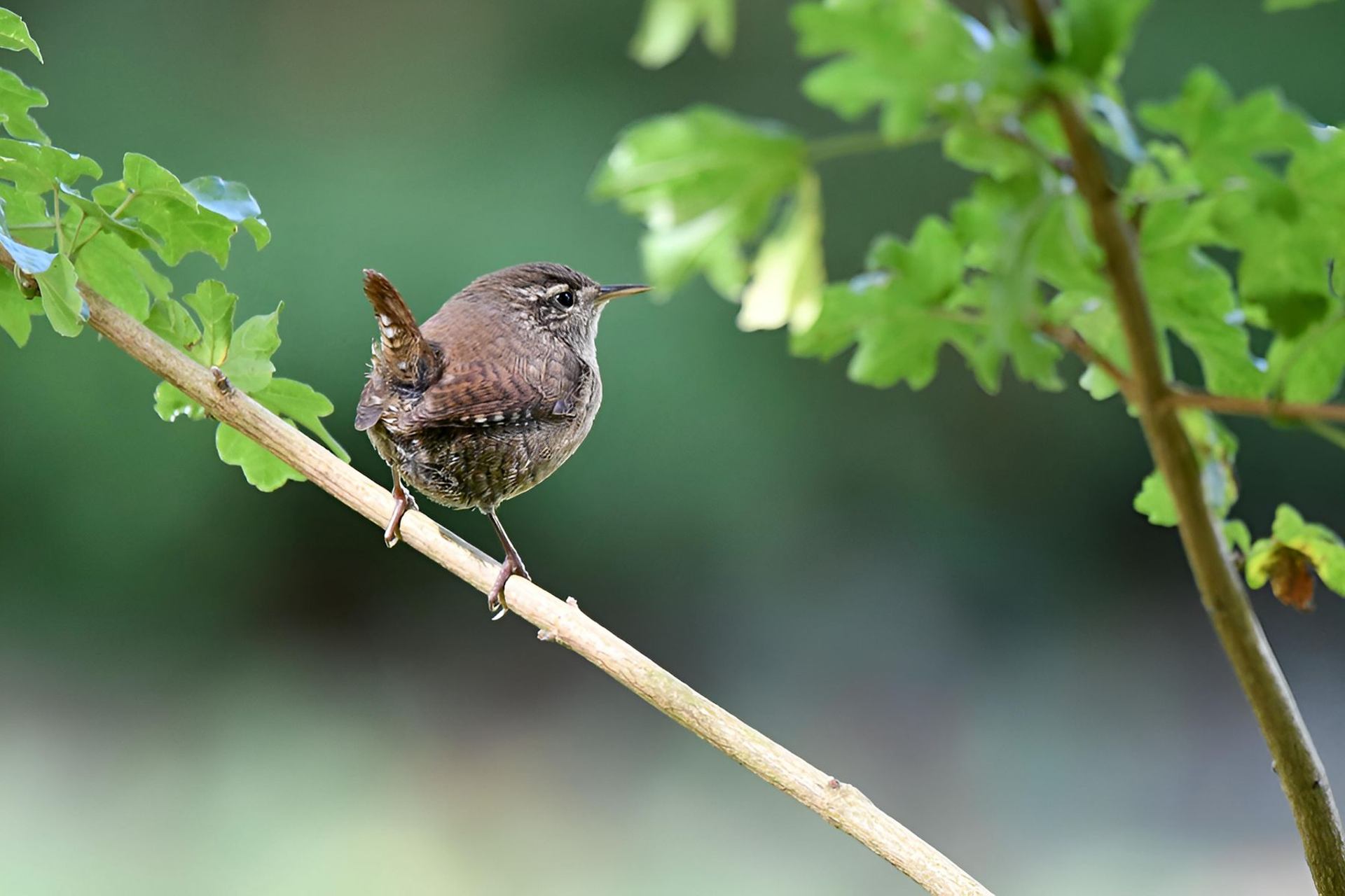 Troglodyte mignon (France, dépt Vienne, 10/25)