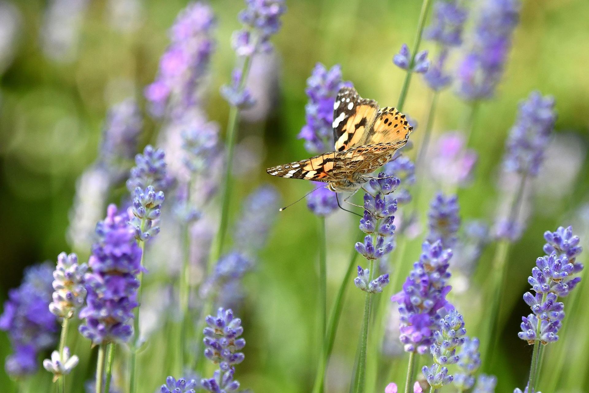 La belle-dame (France, dépt Vienne, 06/25)