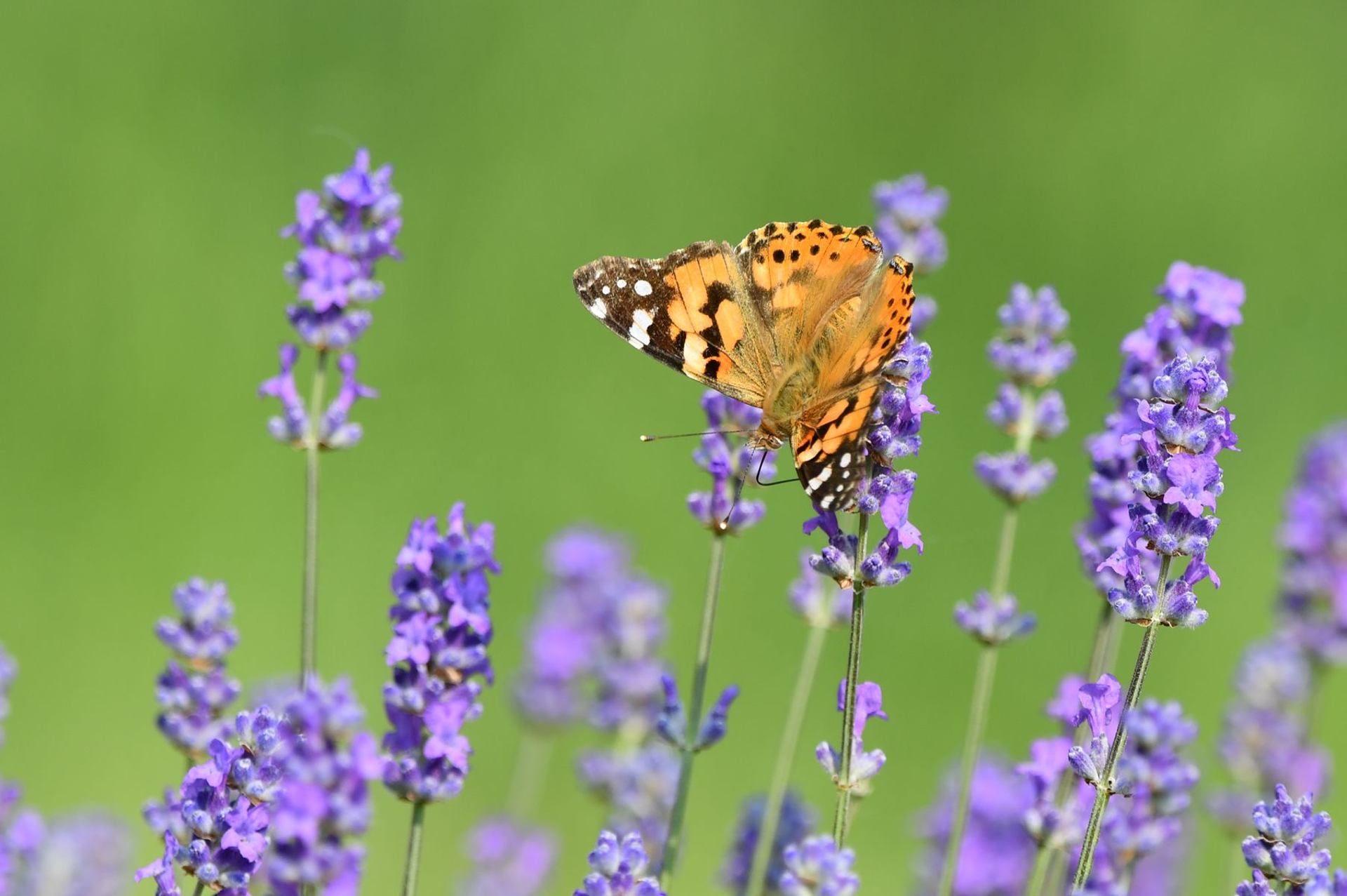 La belle-dame (France, dépt Vienne, 06/25)