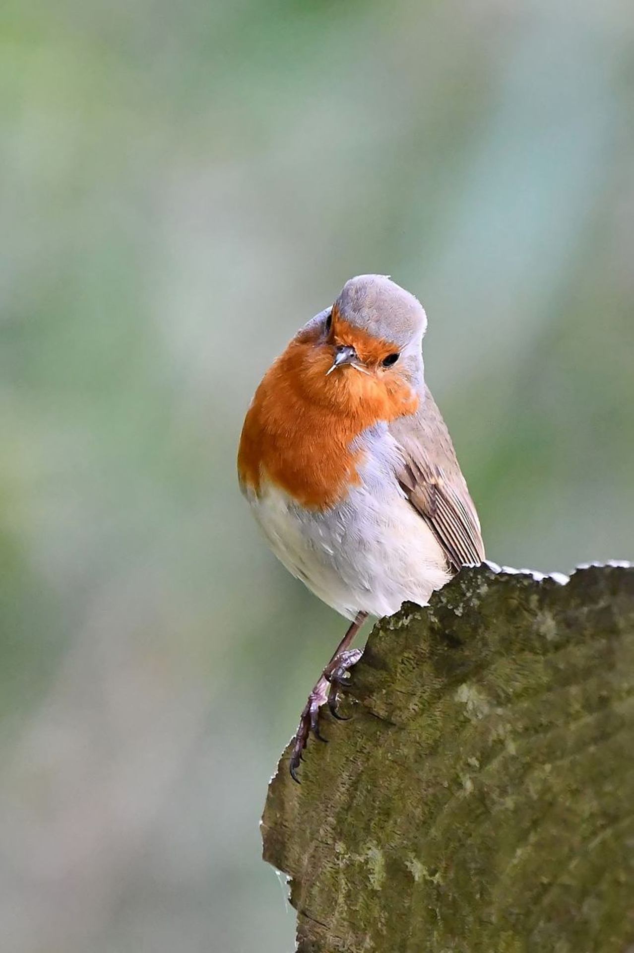 Rougegorge familier (France, dépt Vienne, 10/25)