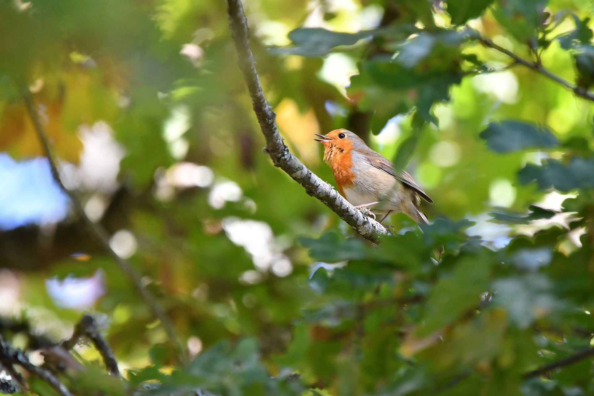 Rougegorge familier (France, dépt Vienne, 10/25)