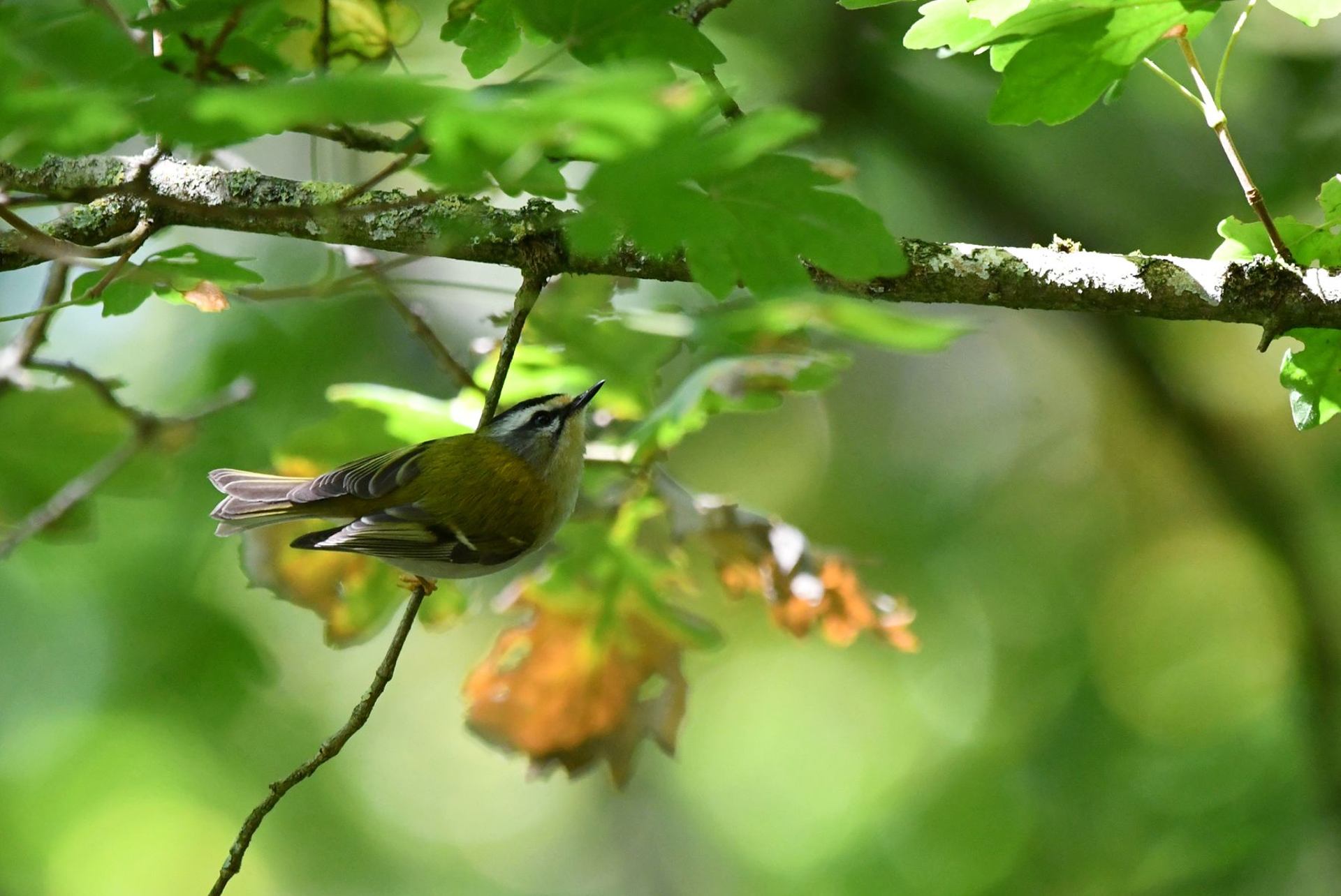 Roitelet à triple bandeau (France, dépt Vienne, 10/25)