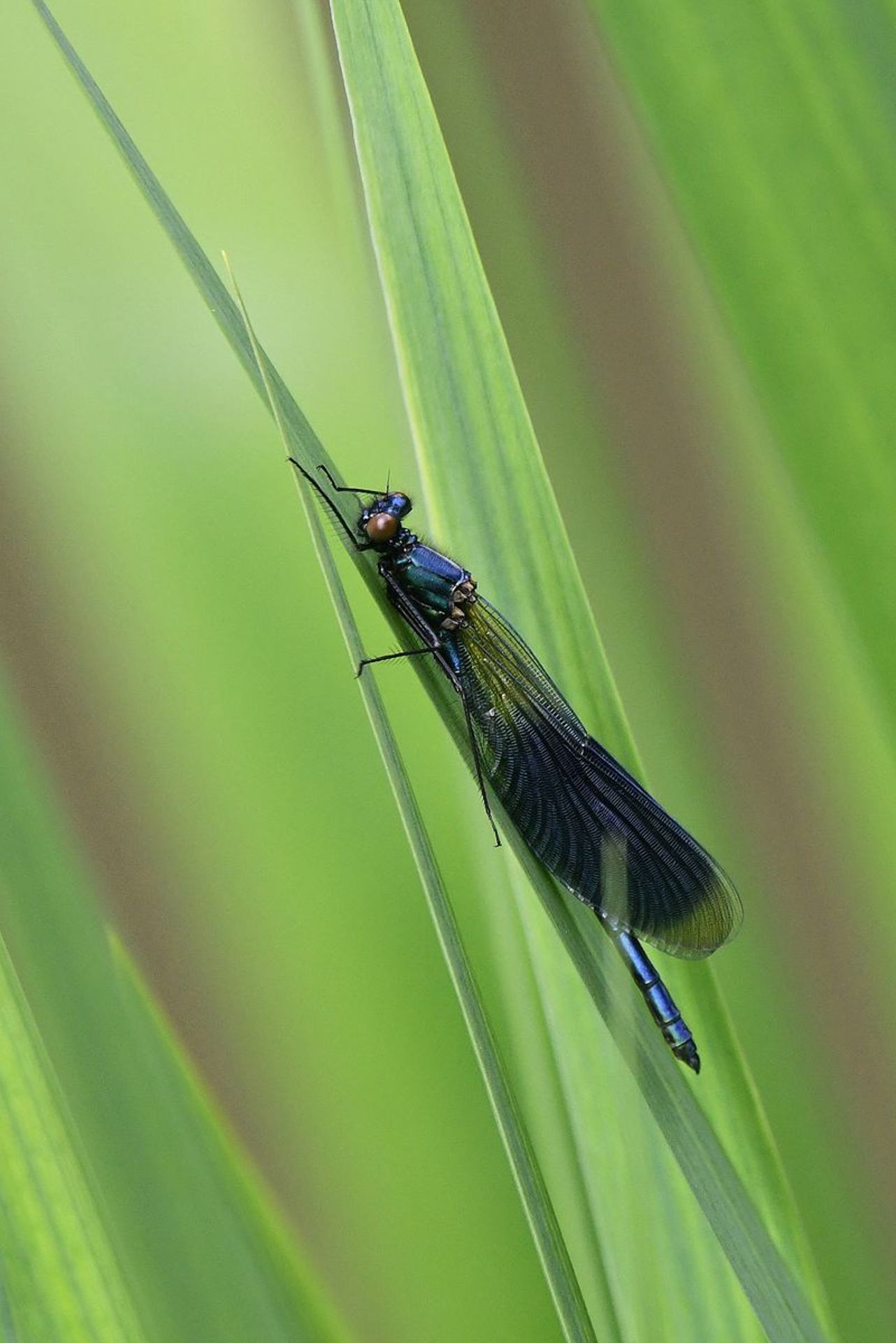 Caloptérix éclatant (France, dépt Vienne, 04/25)