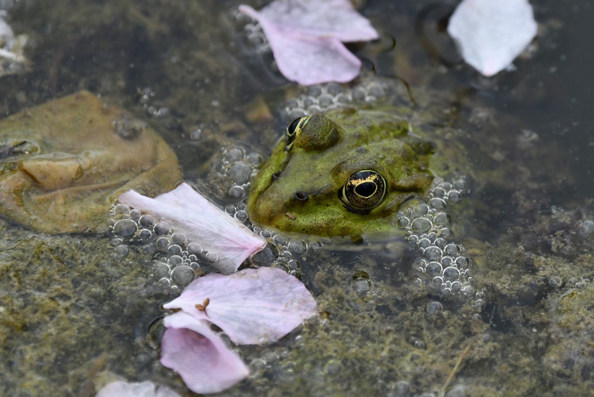 Grenouille (France, dépt Vienne, 04/25)