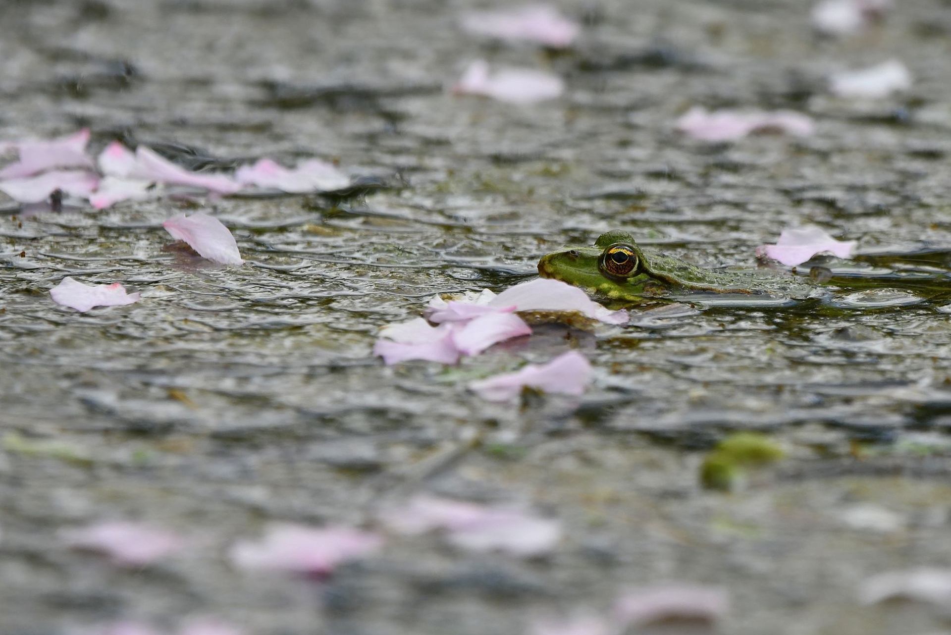 Grenouille (France, dépt Vienne, 04/25)