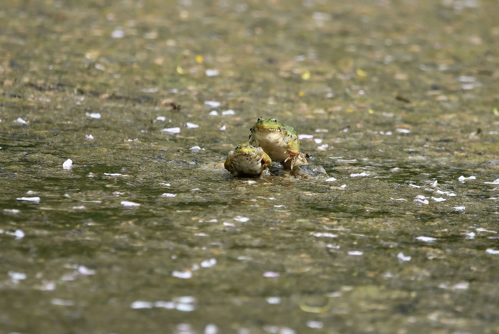 Grenouille (France, dépt Vienne, 04/25)